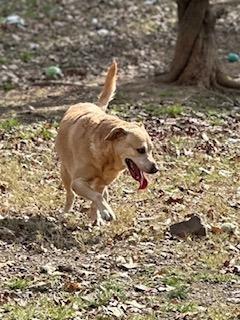 Enlarge Angel, a Adoptable mixed breed in Sherwood, AR image 5/5