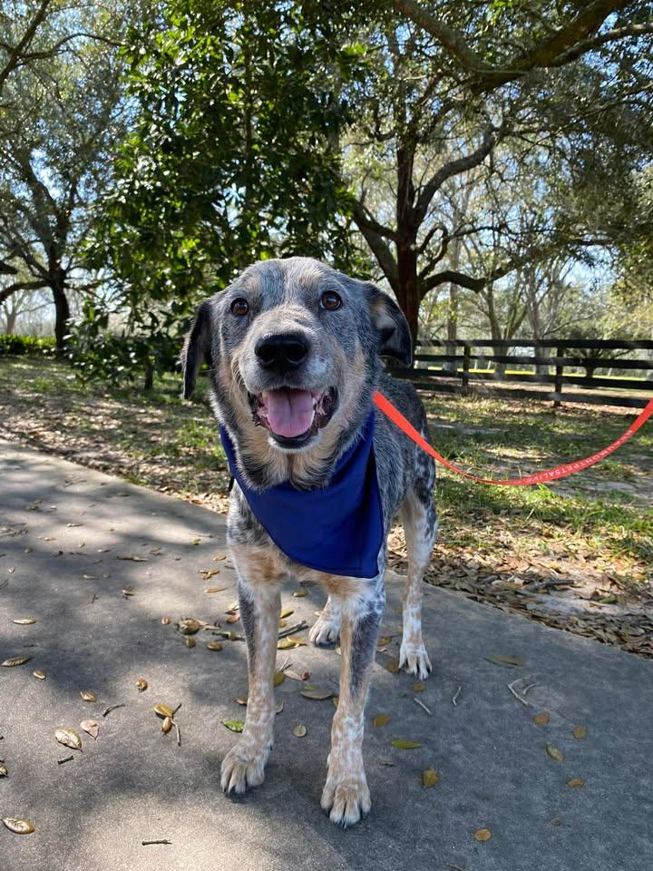 Kirk, Adoptable, Adult Male Australian Cattle Dog / Blue Heeler.
