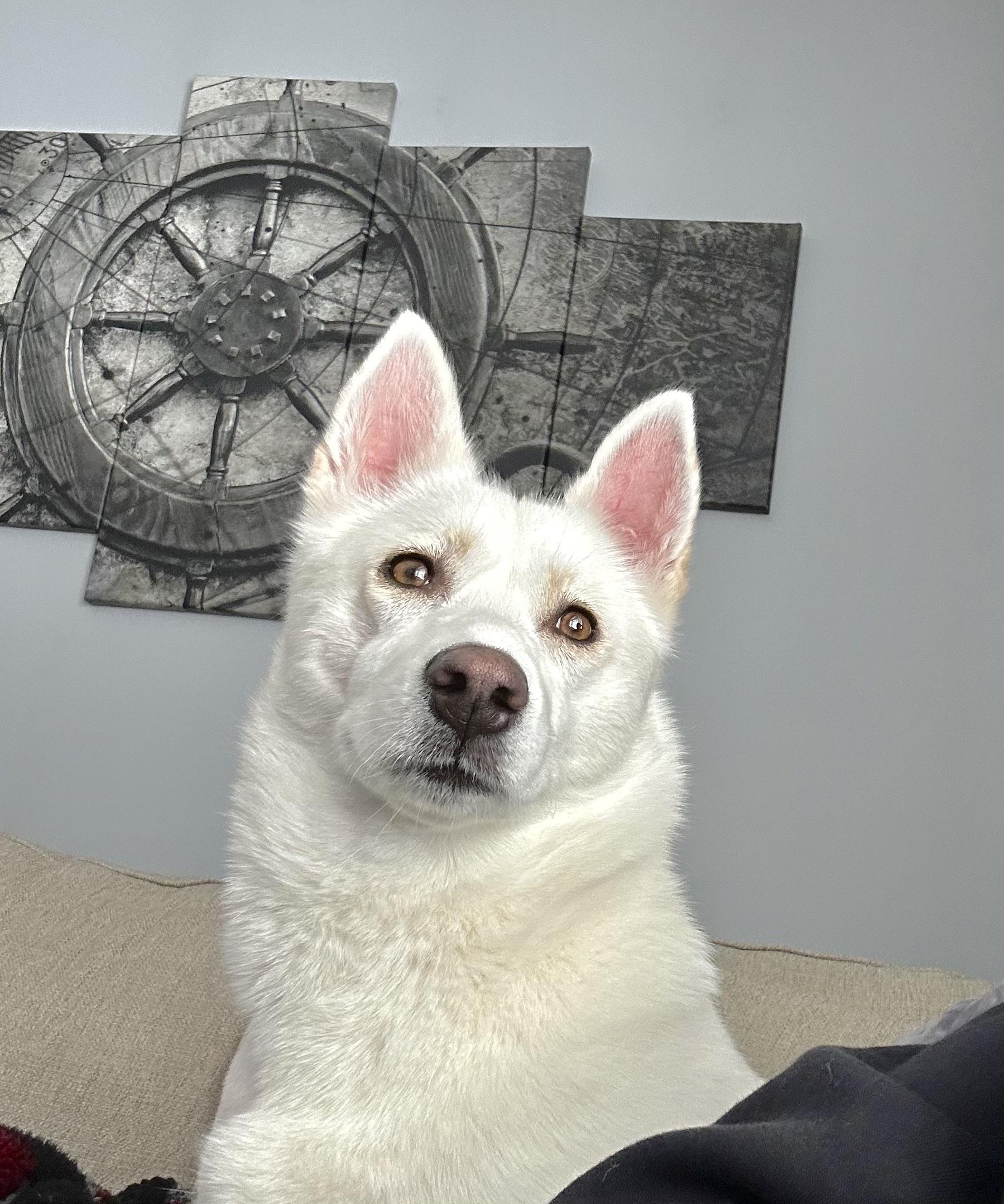 Enlarge Athena , a ADOPTABLE Husky in Nanuet, NY image 1/6