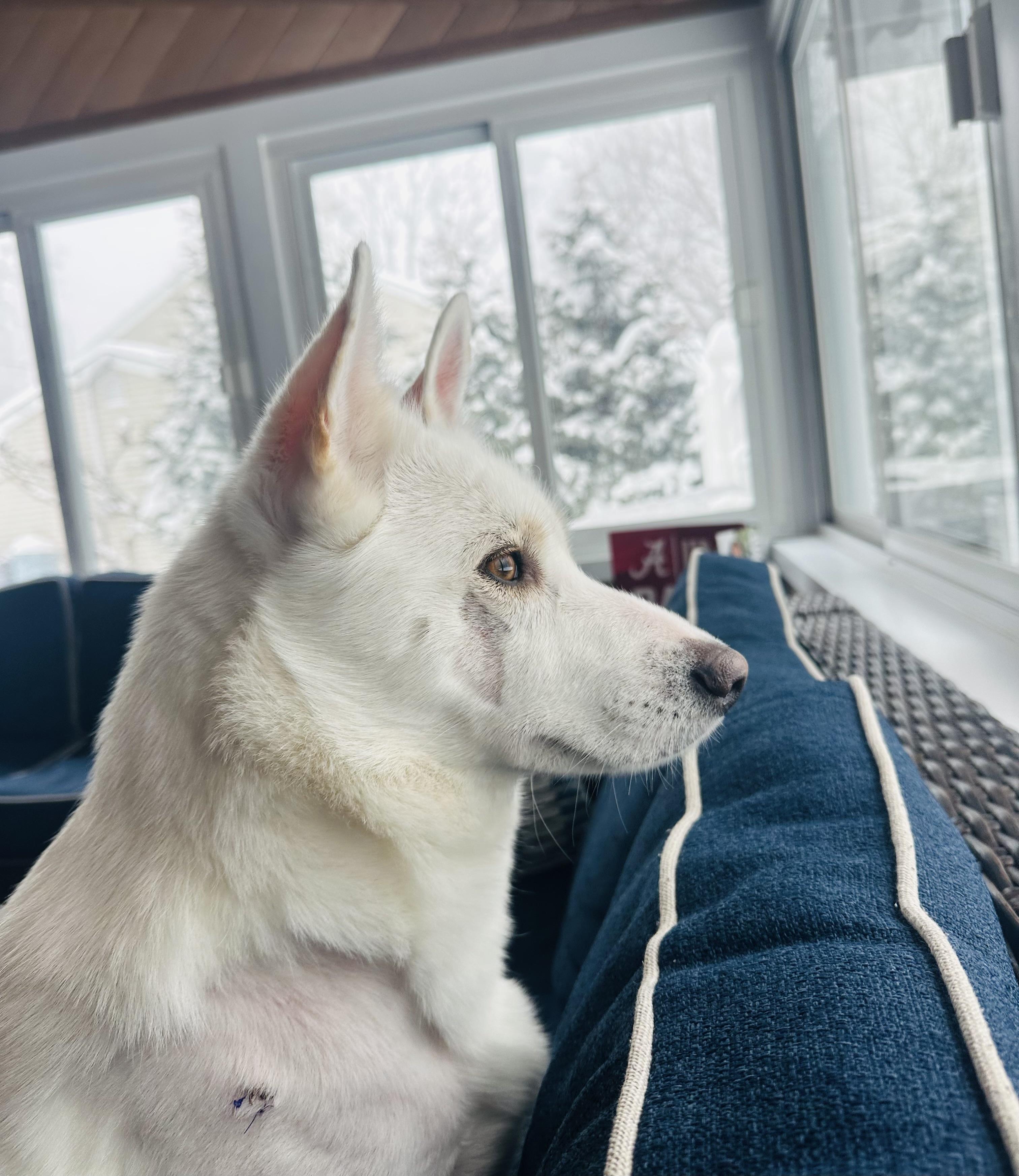 Enlarge Athena , a ADOPTABLE Husky in Nanuet, NY image 6/6