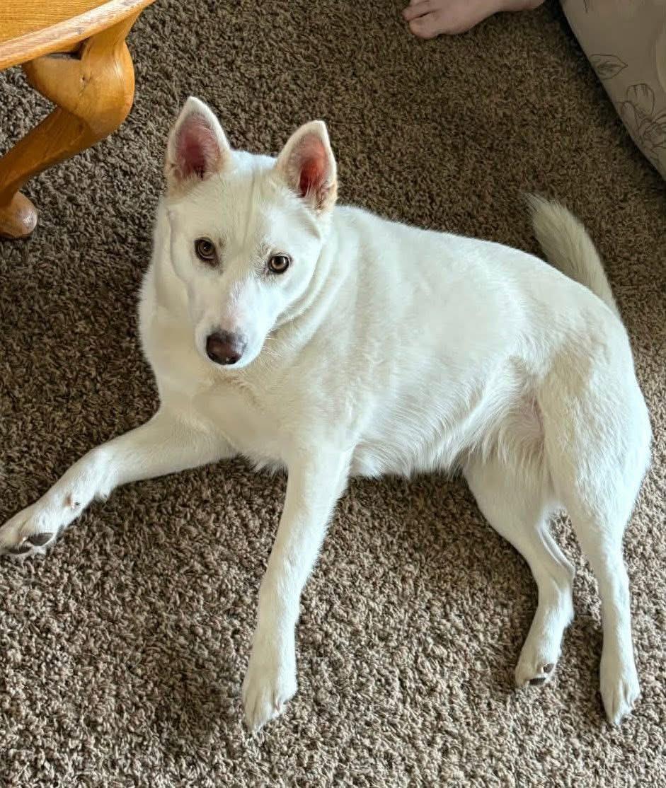 Enlarge Athena , a ADOPTABLE Husky in Nanuet, NY image 4/6