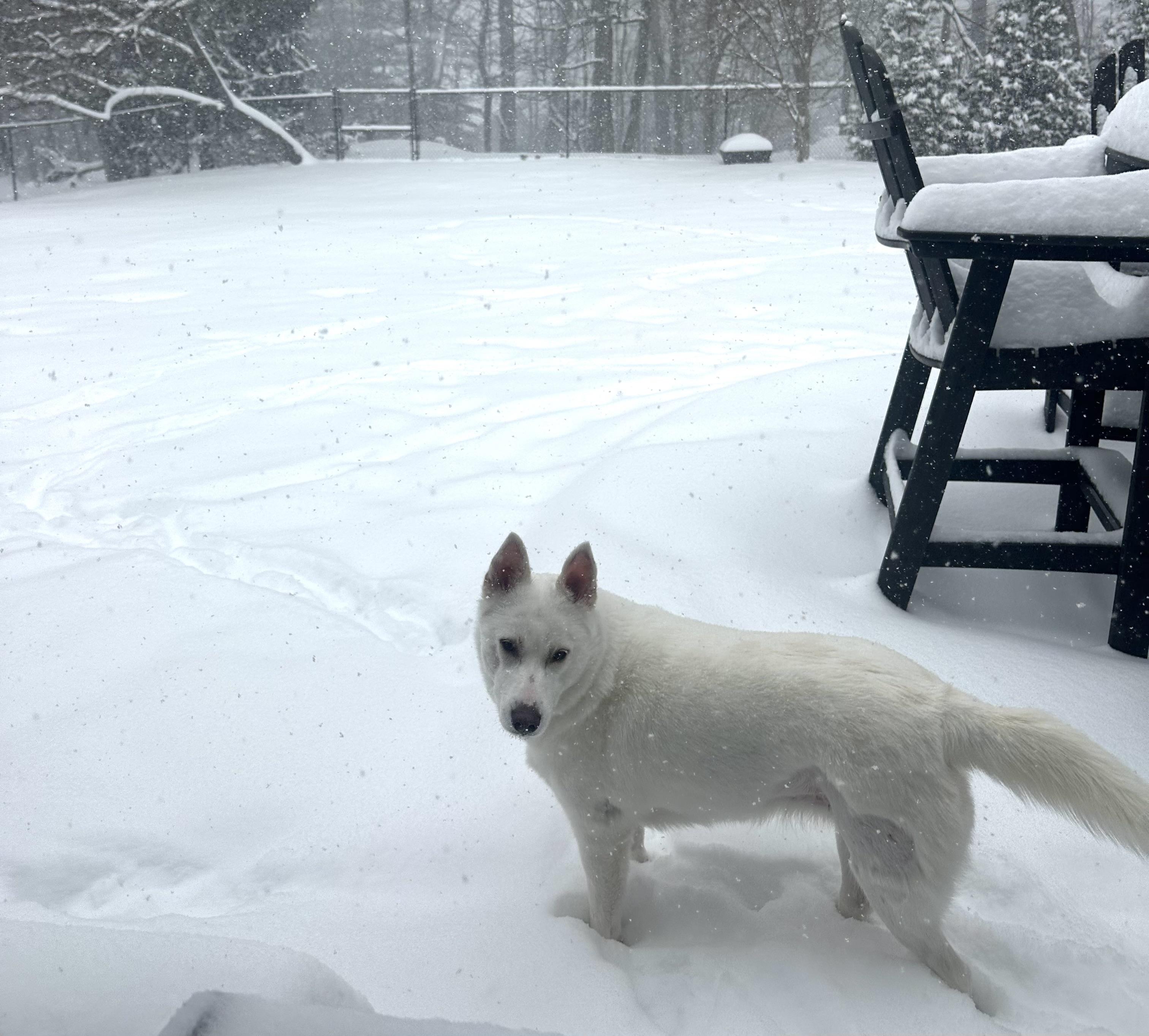 Enlarge Athena , a ADOPTABLE Husky in Nanuet, NY image 5/6