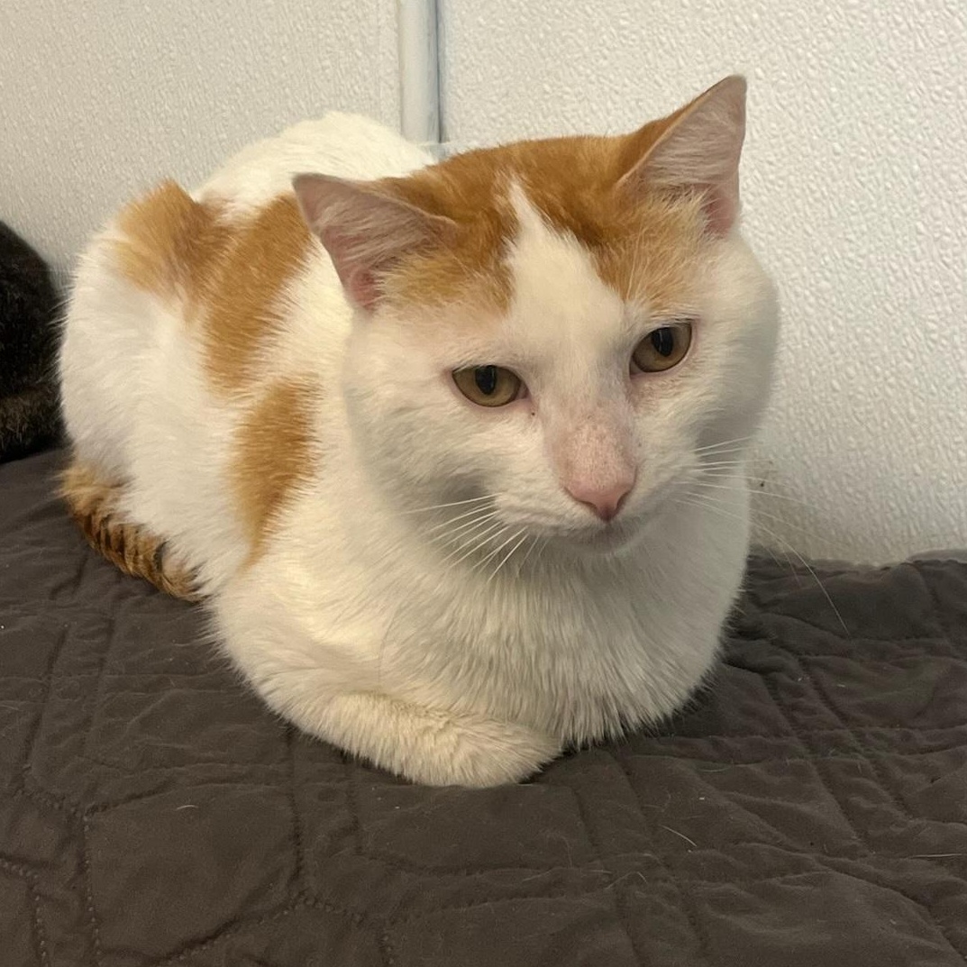 Simon, Adult Male unknown