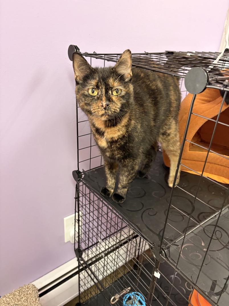 Enlarge Paprika , a ADOPTABLE Domestic Short Hair in Orleans, VT image 1/1