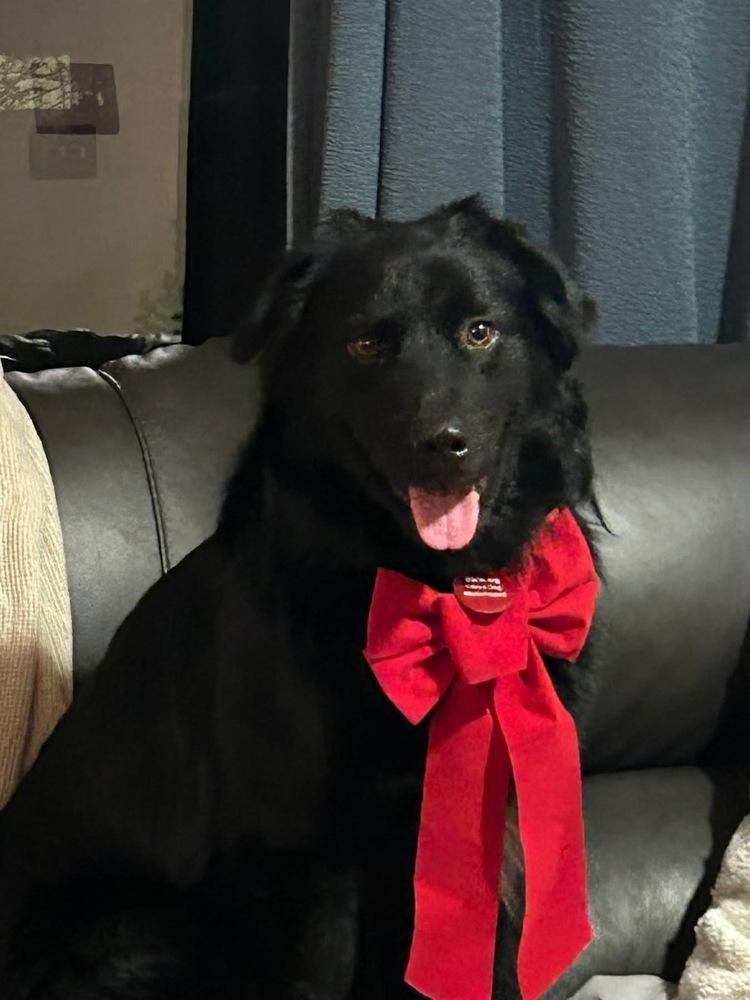 Enlarge 25-099 Cole, a Adoptable mixed breed in Richardson, TX image 1/6