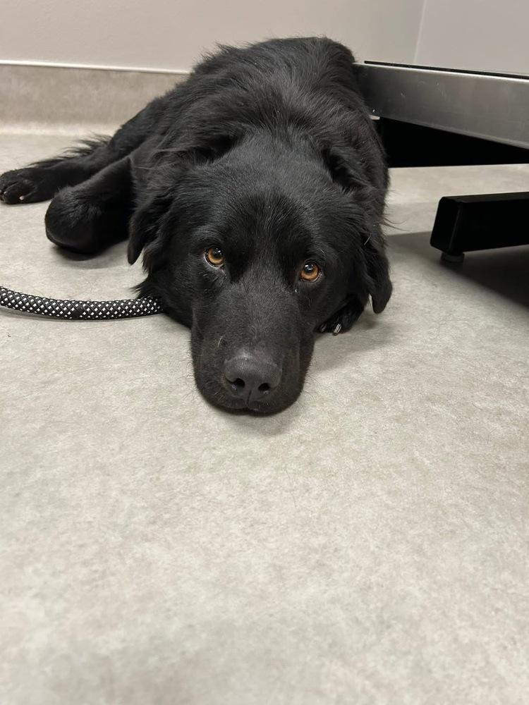 Enlarge 25-099 Cole, a Adoptable mixed breed in Richardson, TX image 6/6