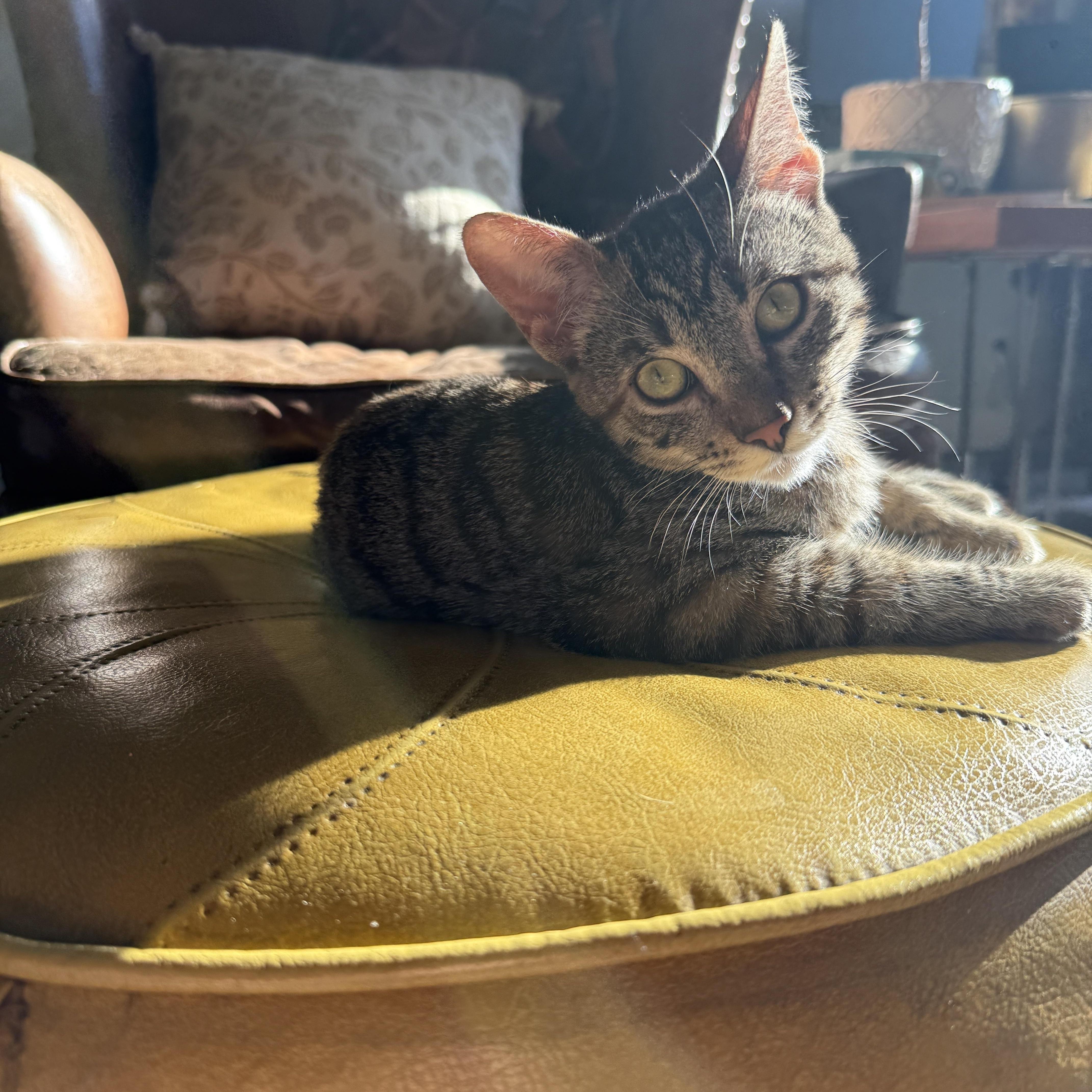 Enlarge Elm, an adopted Domestic Short Hair in Los Angeles, CA image 2/4