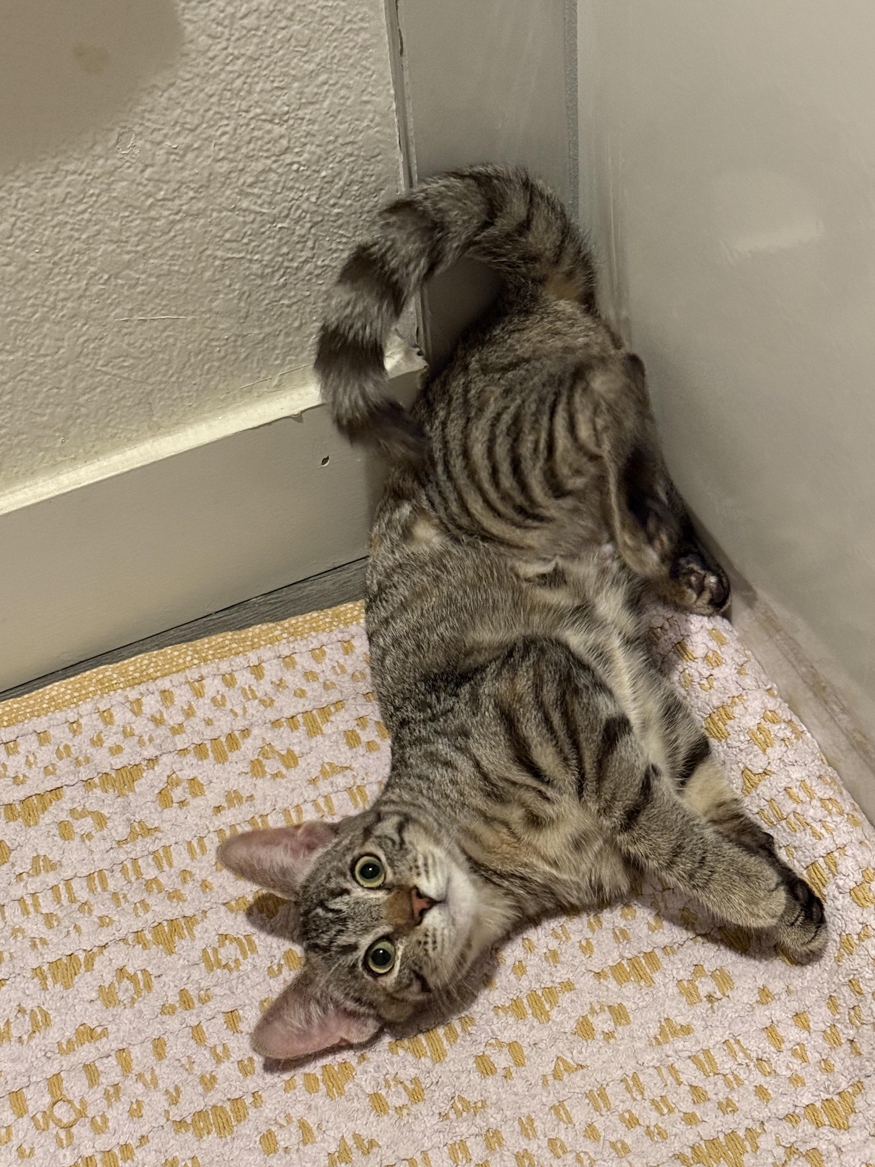 Enlarge Elm, an adopted Domestic Short Hair in Los Angeles, CA image 3/4