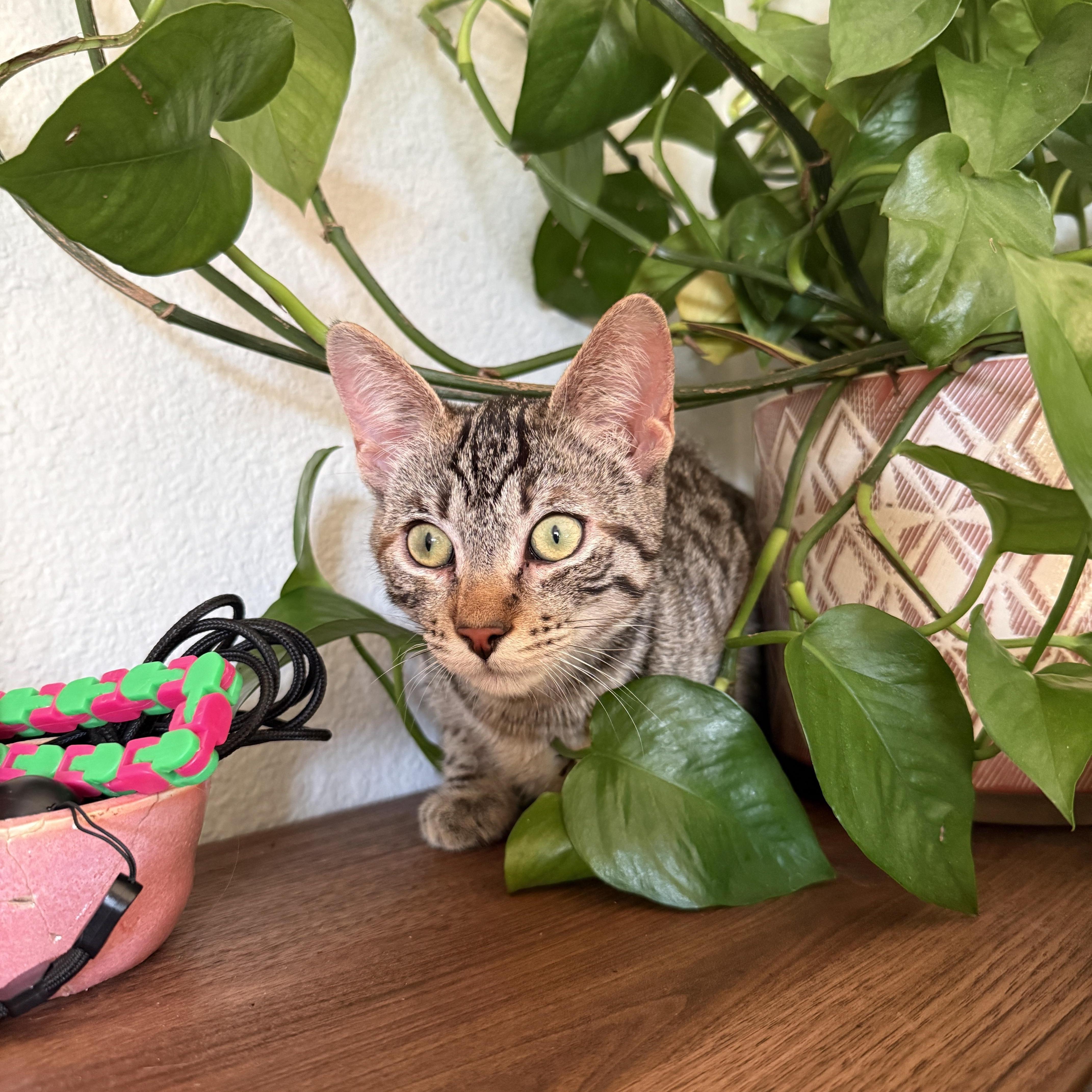 Elm, adopted, Kitten Female Domestic Short Hair.