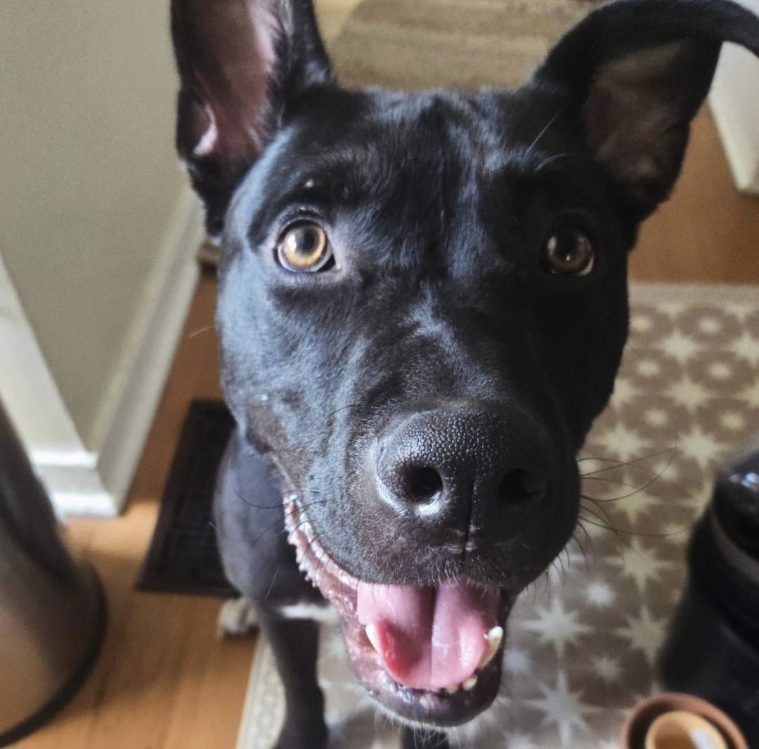 Ralphie!!, a Adoptable mixed breed in Rocklin , CA image 2/6