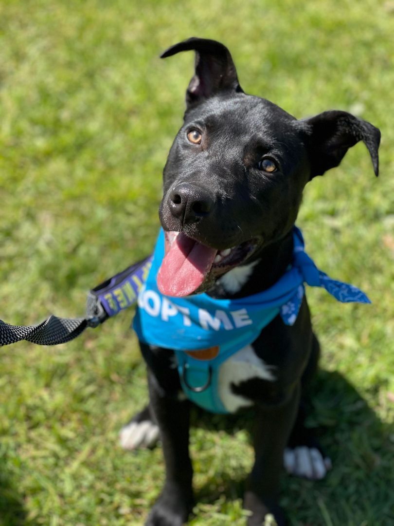 Ralphie!!, a Adoptable mixed breed in Rocklin , CA image 4/6