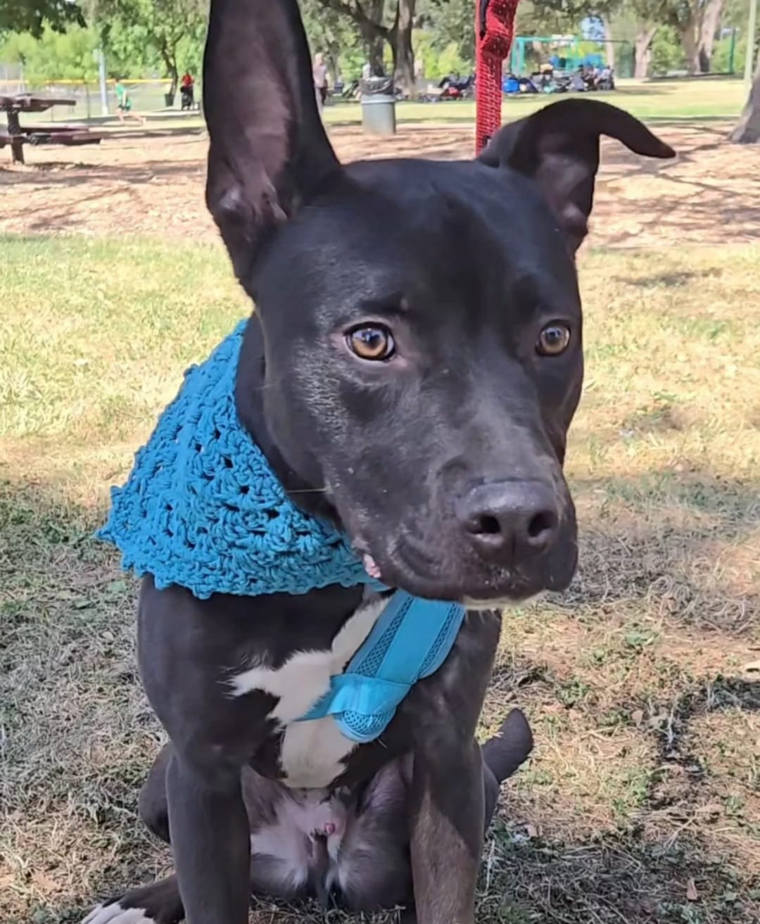 Ralphie!!, a Adoptable mixed breed in Rocklin , CA image 5/6