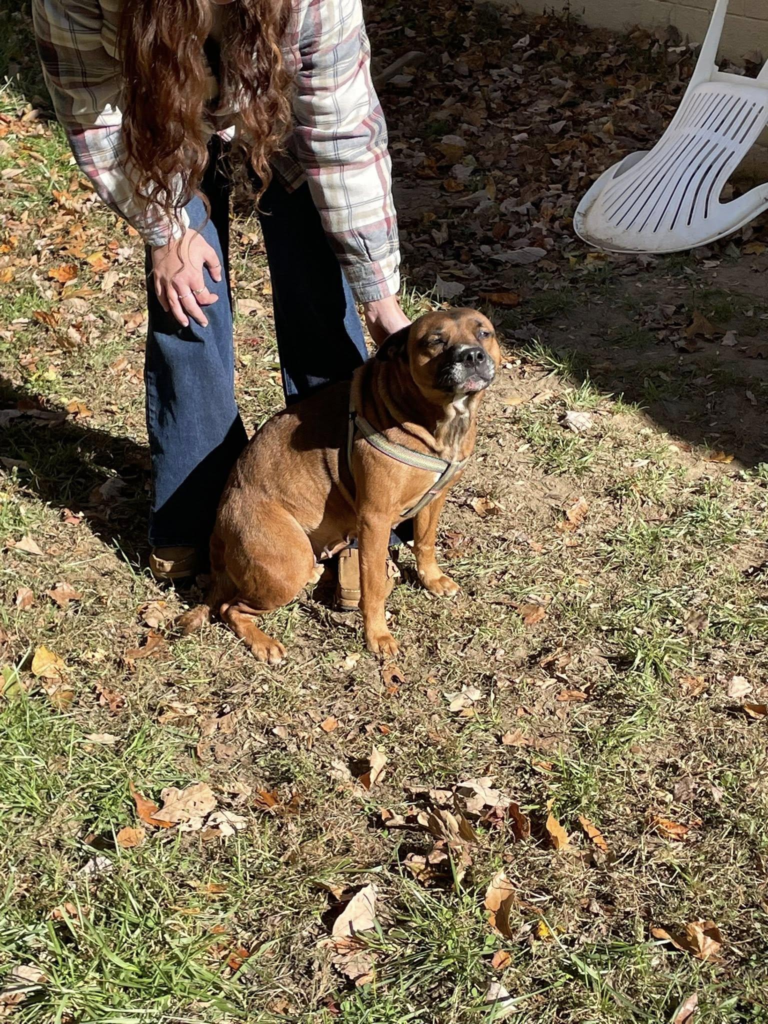 Enlarge Mia, a Adopted mixed breed in Floyd, VA image 3/6