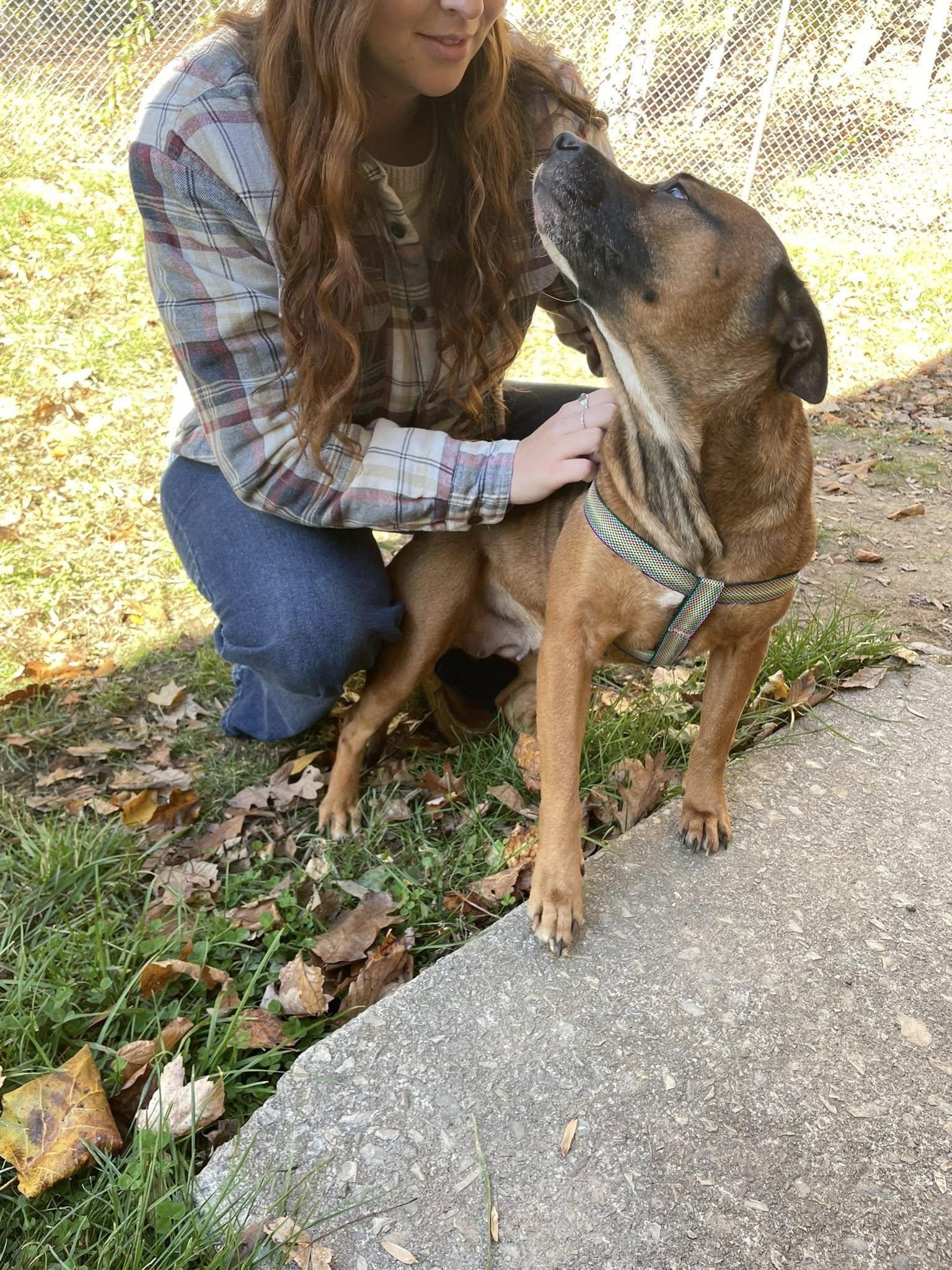 Enlarge Mia, a Adopted mixed breed in Floyd, VA image 6/6