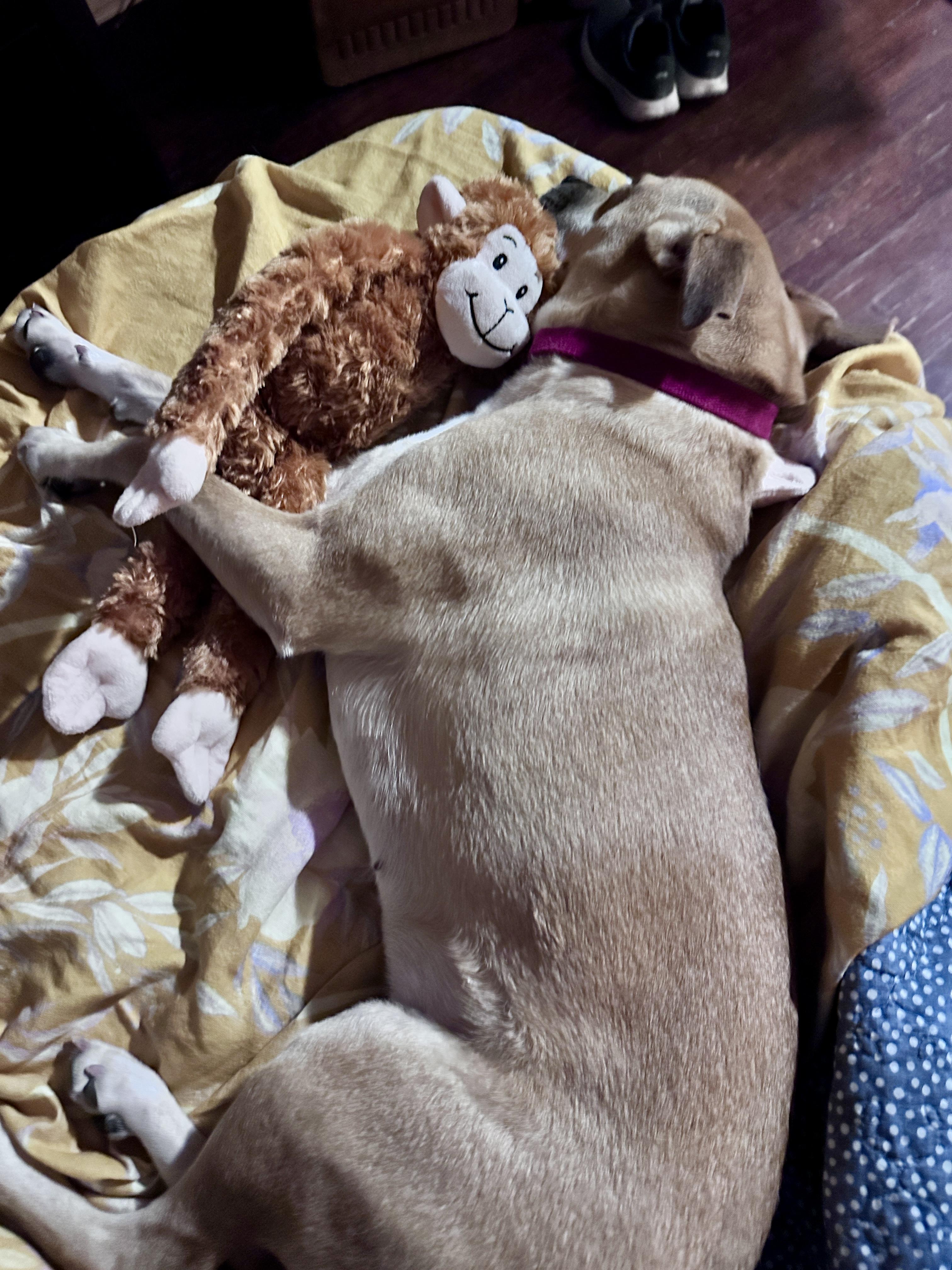 Enlarge Windy, a Adopted mixed breed in San Antonio, TX image 5/6