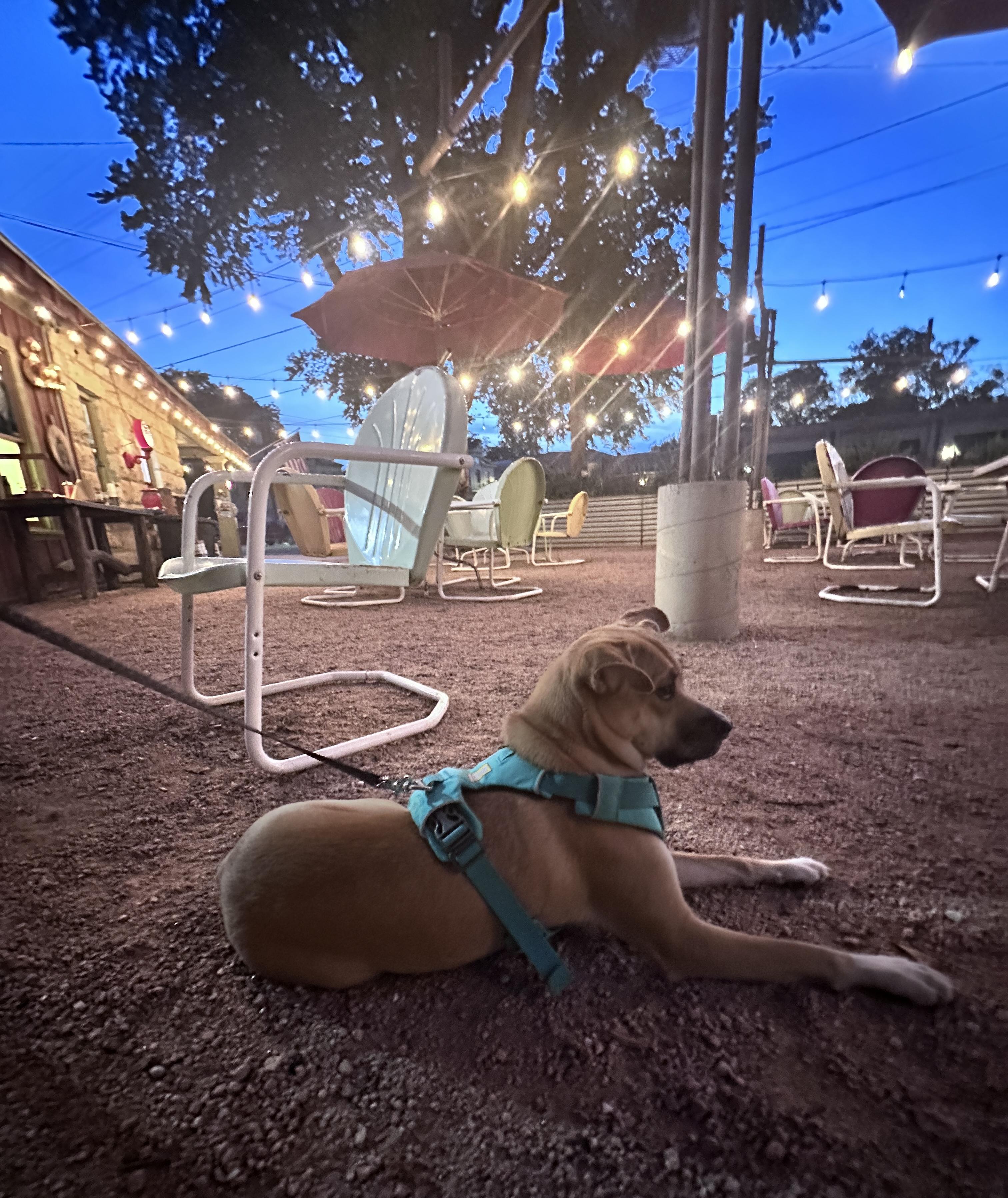 Enlarge Windy, a Adopted mixed breed in San Antonio, TX image 2/6