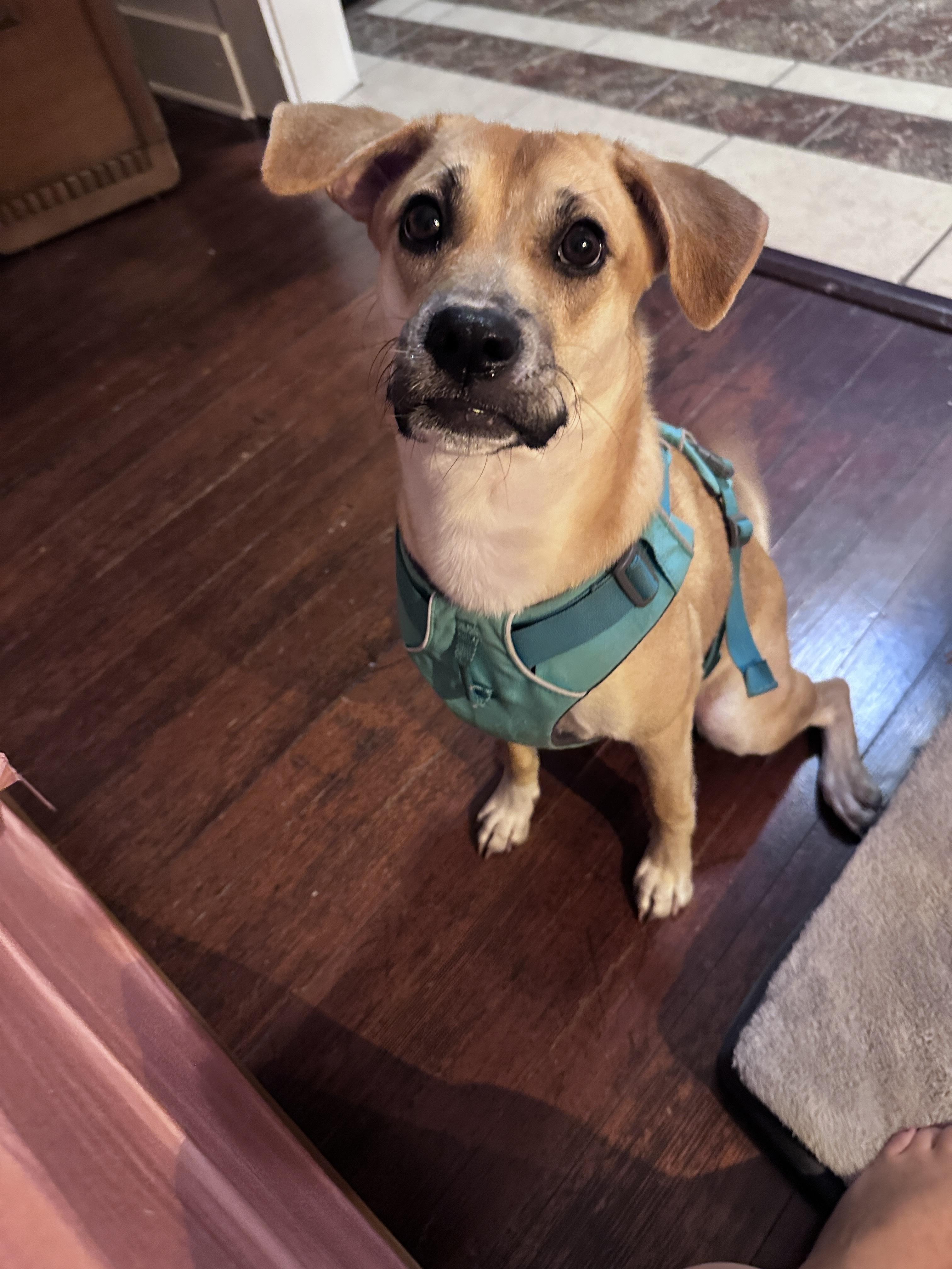 Enlarge Windy, a Adopted mixed breed in San Antonio, TX image 1/6