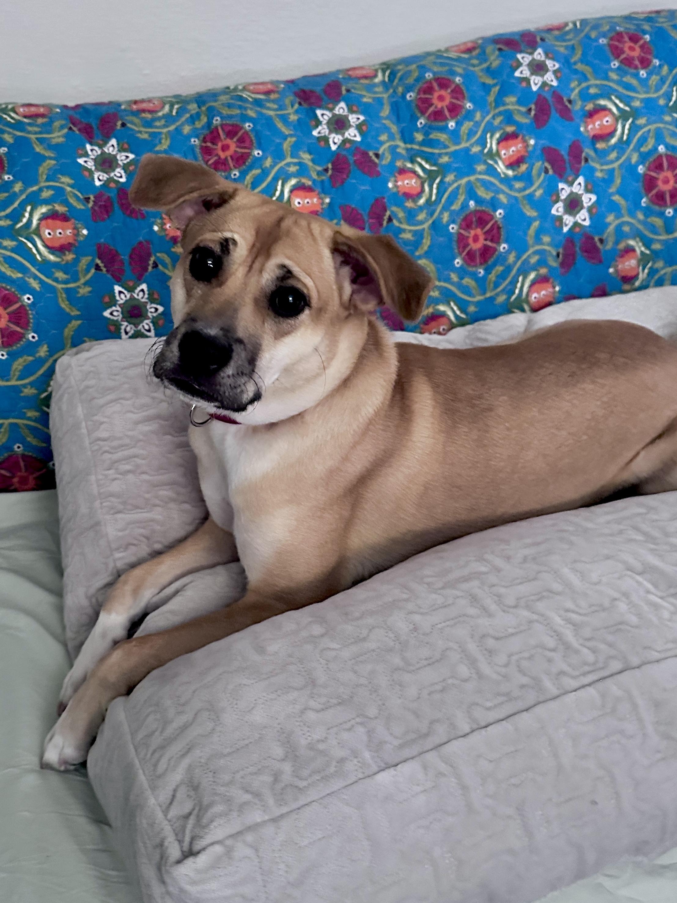 Enlarge Windy, a Adopted mixed breed in San Antonio, TX image 3/6