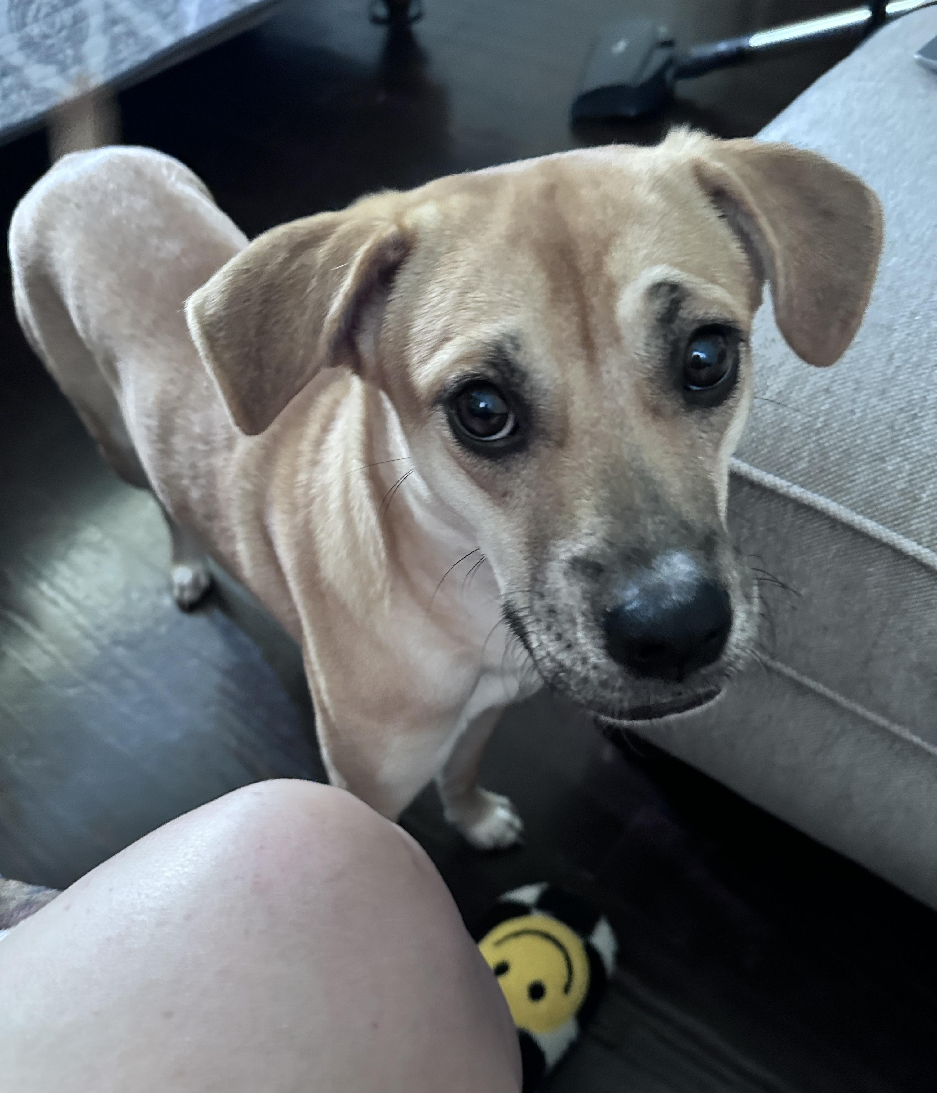 Enlarge Windy, a Adopted mixed breed in San Antonio, TX image 4/6