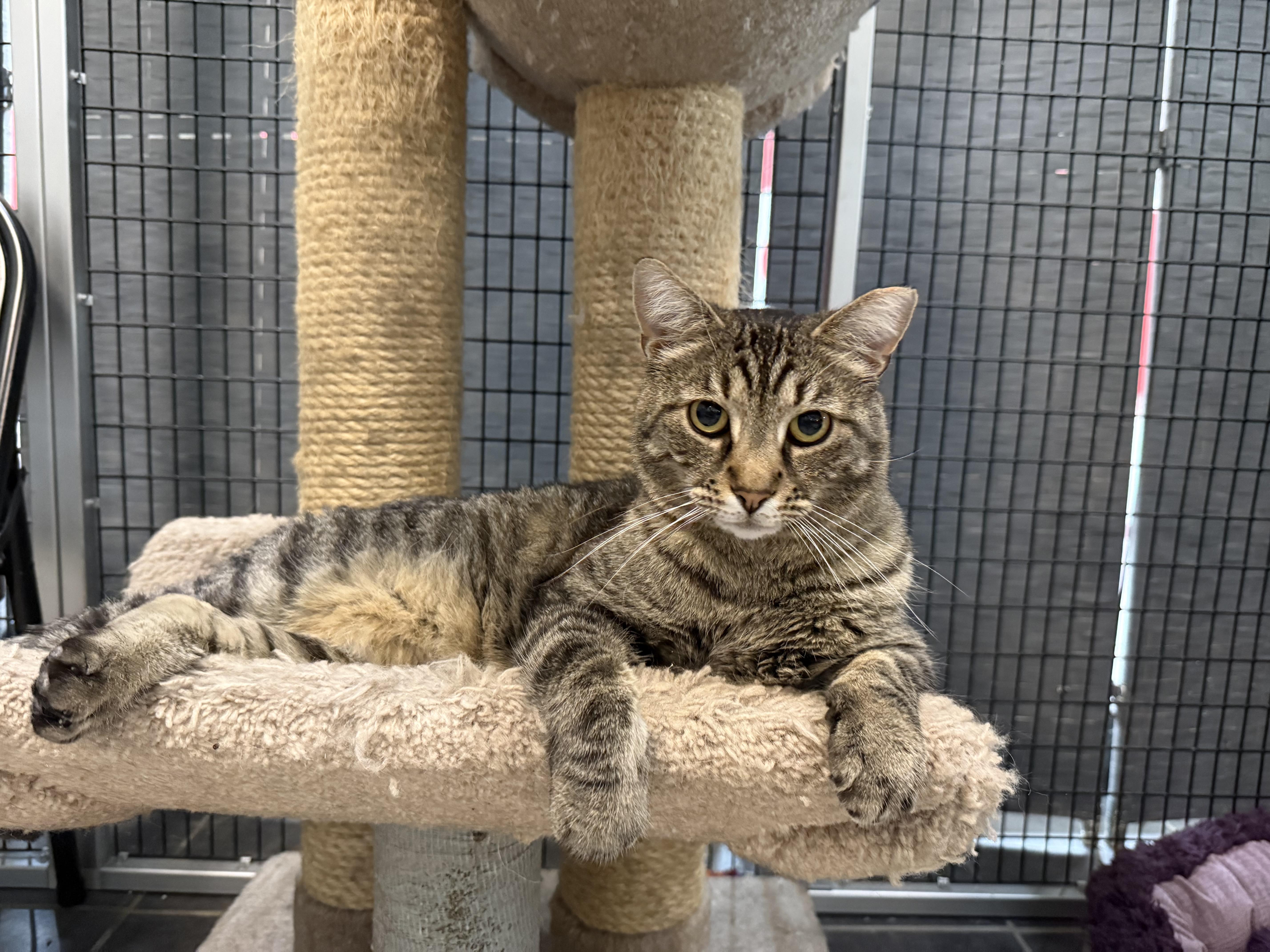 Sam, a ADOPTABLE Tabby in Plymouth, MA image 2/4