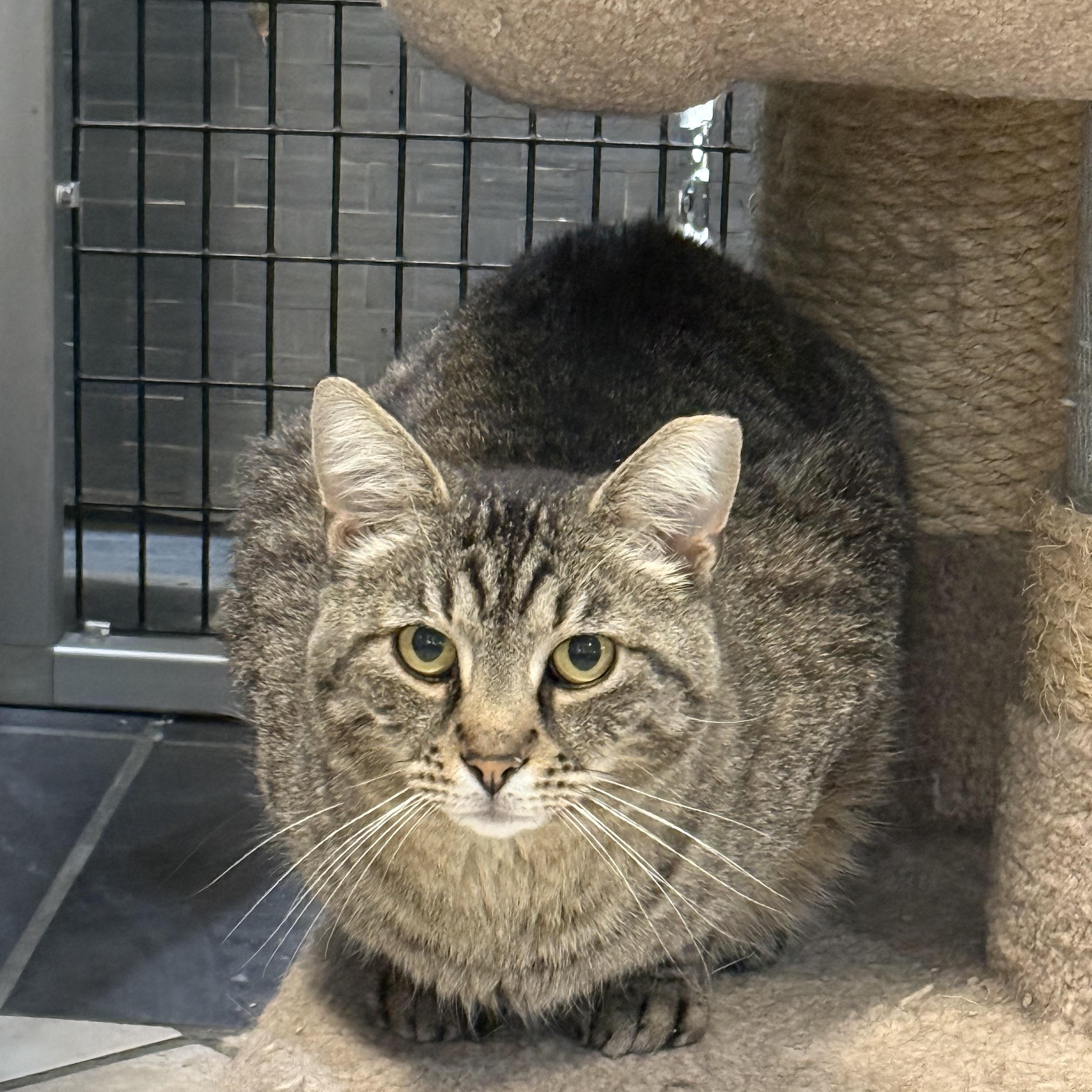 Enlarge Sam, a ADOPTABLE Tabby in Plymouth, MA image 2/3