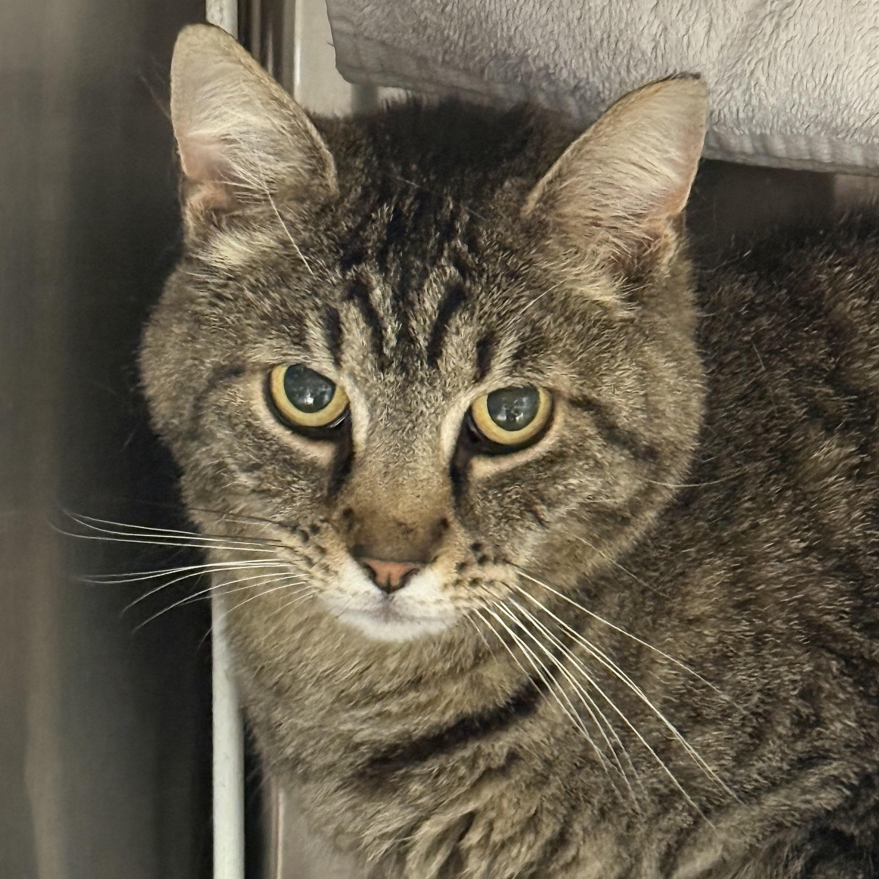 Enlarge Sam, a ADOPTABLE Tabby in Plymouth, MA image 1/3