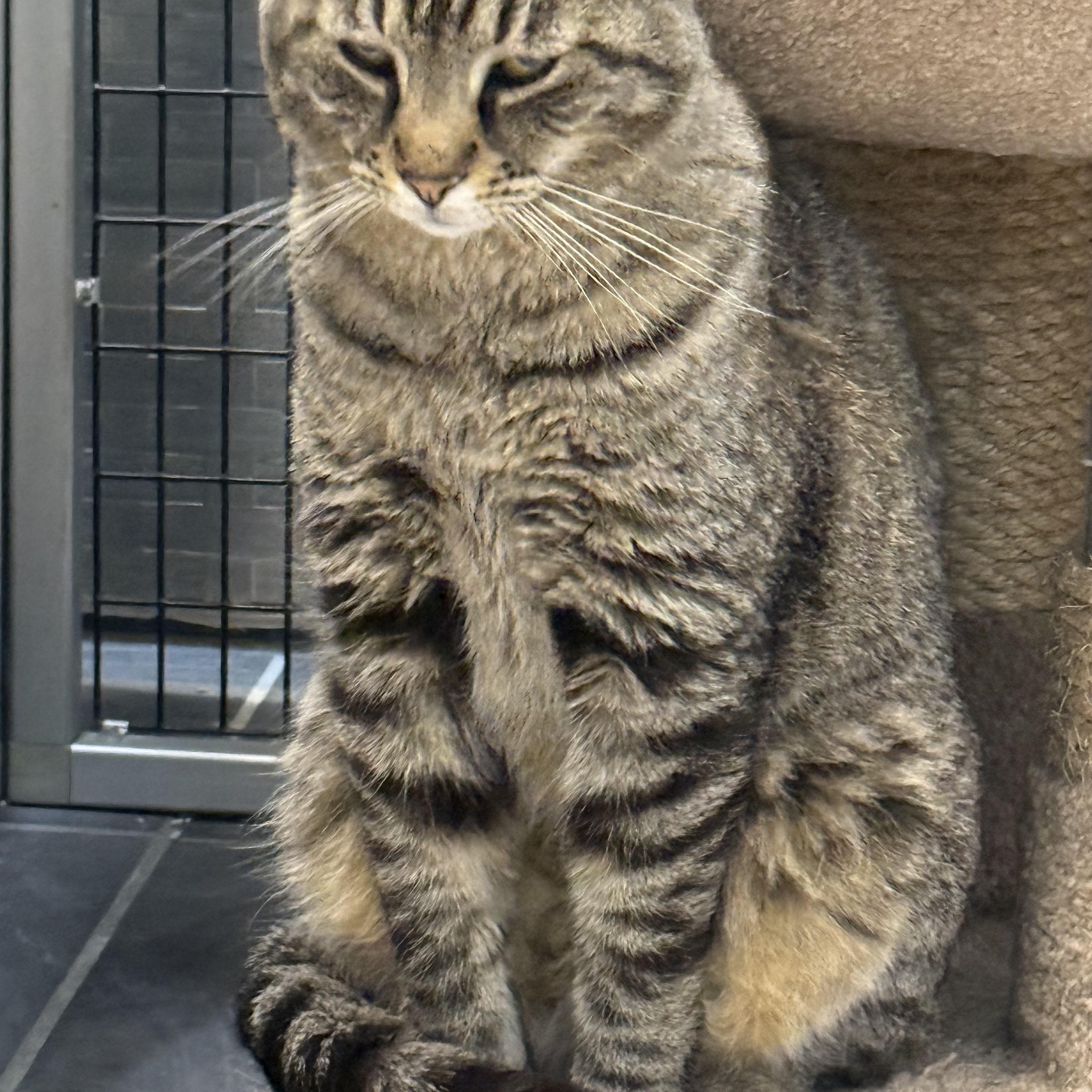 Enlarge Sam, a ADOPTABLE Tabby in Plymouth, MA image 3/3