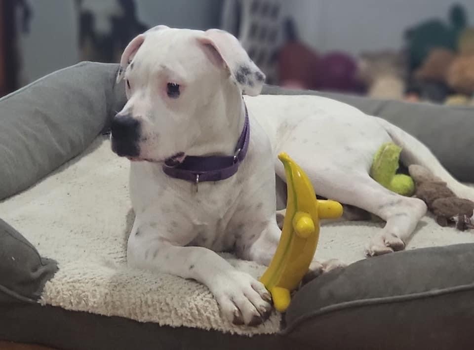 Snowball, Adoptable, Young Male Boxer.