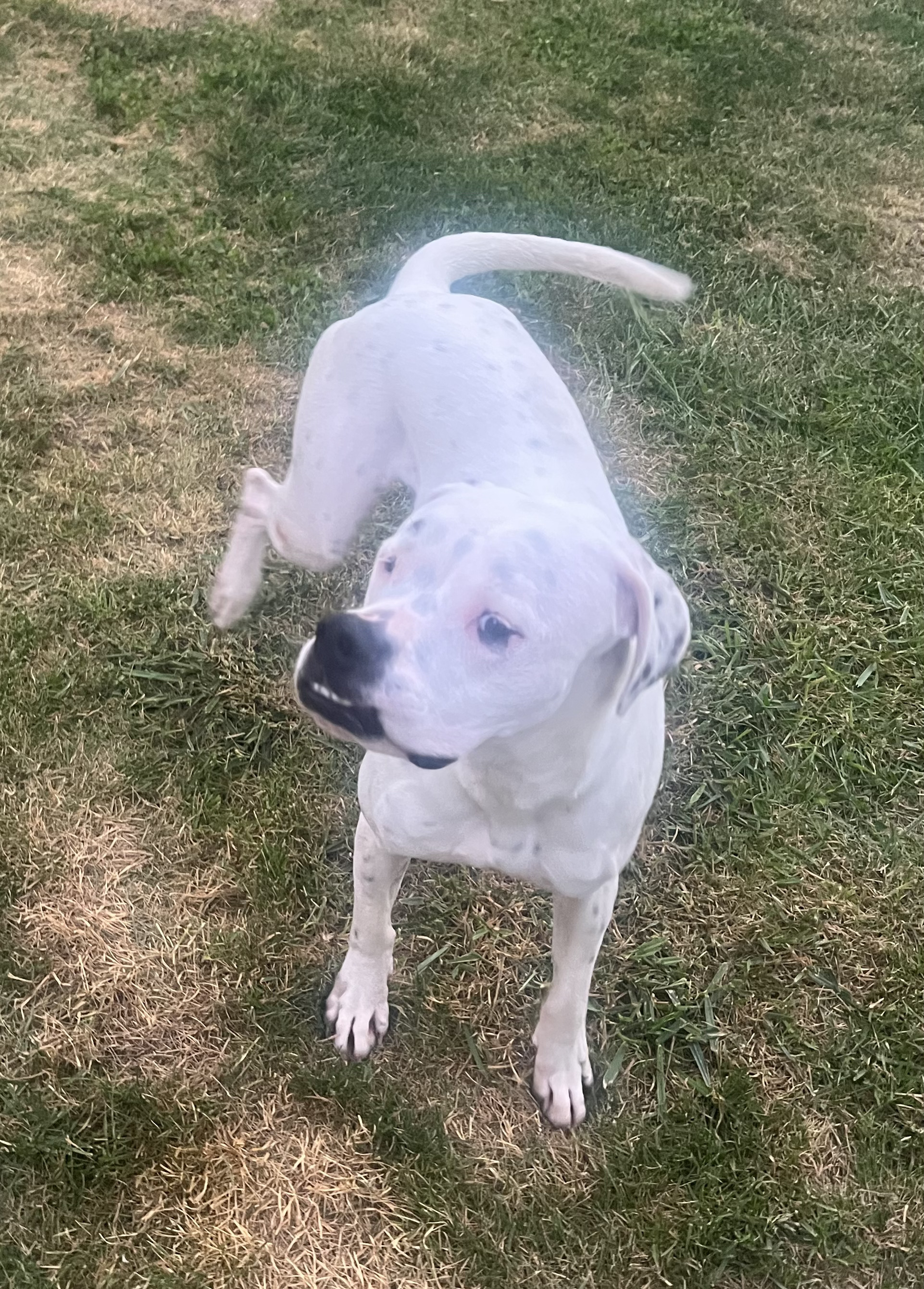 Snowball, an adoptable Boxer in Fountaintown, IN, 46130 | Photo Image 6