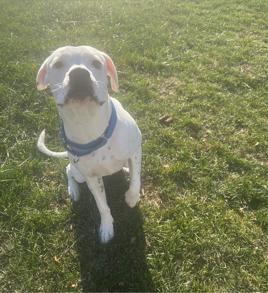 Snowball, an adoptable Boxer in Fountaintown, IN, 46130 | Photo Image 4