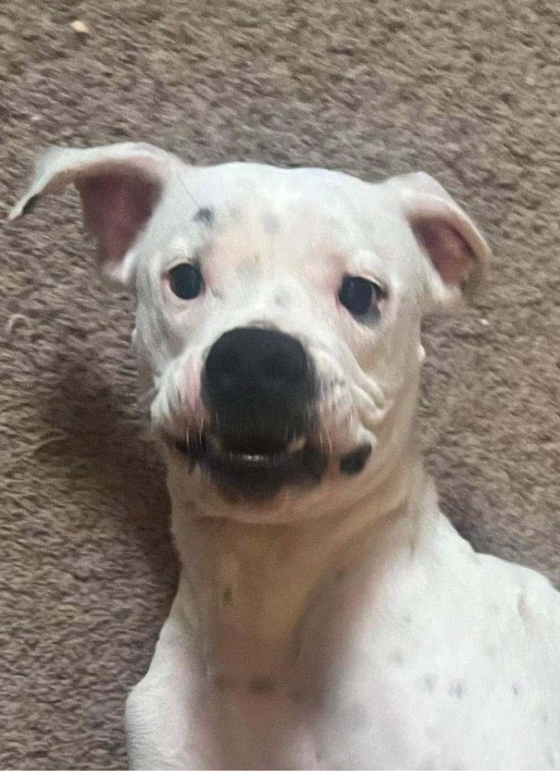 Snowball, an adoptable Boxer in Fountaintown, IN, 46130 | Photo Image 3