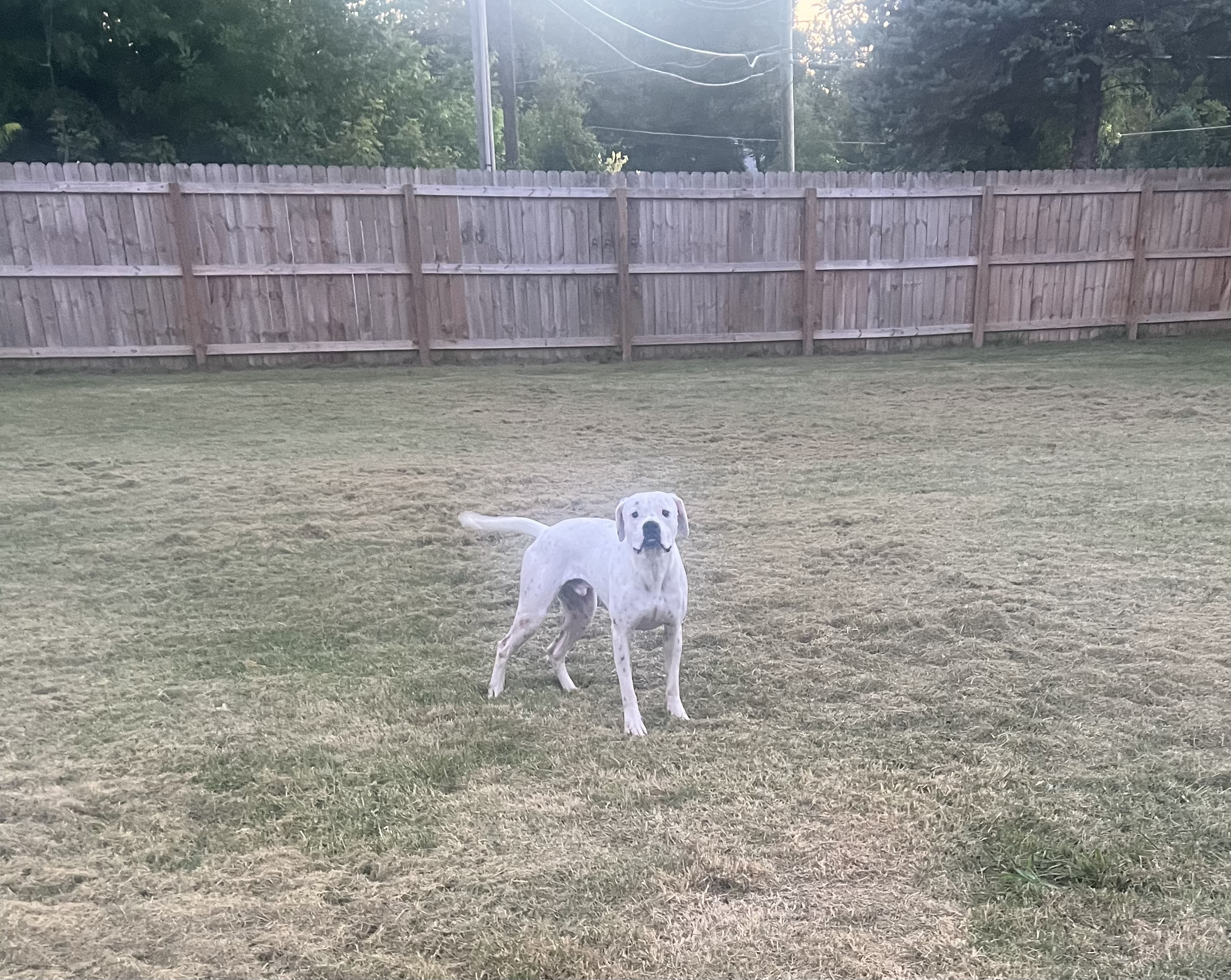 Snowball, a Adoptable Boxer in Fountaintown, IN image 5/20
