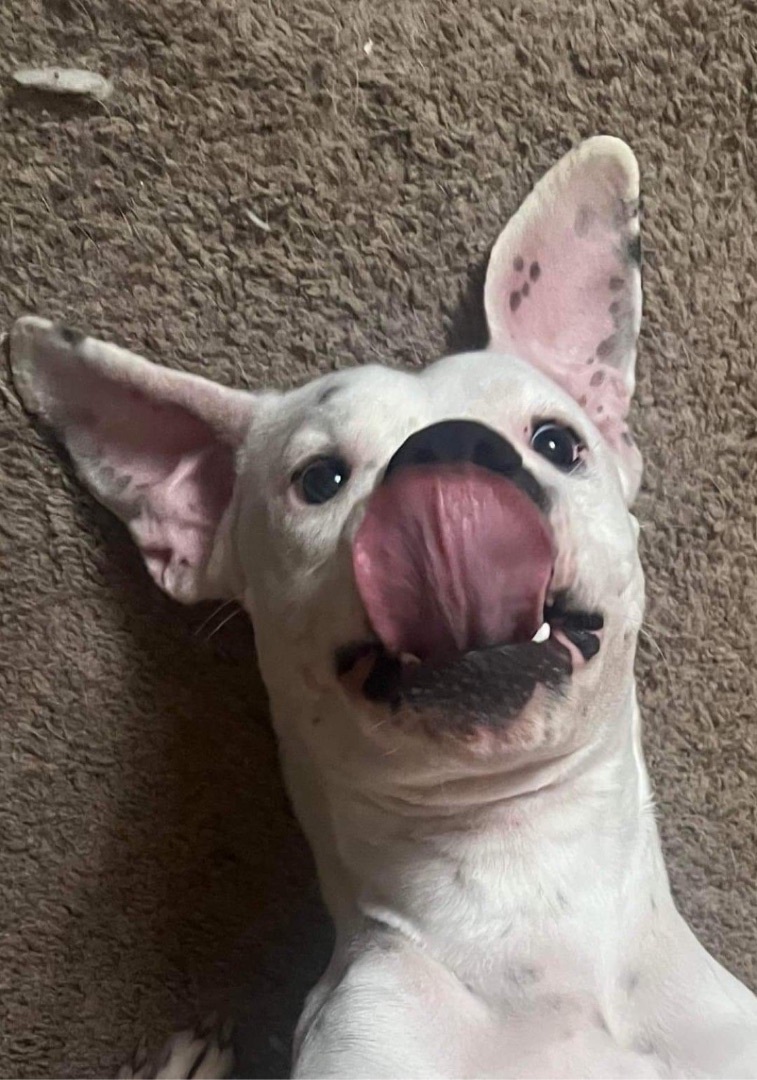 Snowball, an adoptable Boxer in Fountaintown, IN, 46130 | Photo Image 2