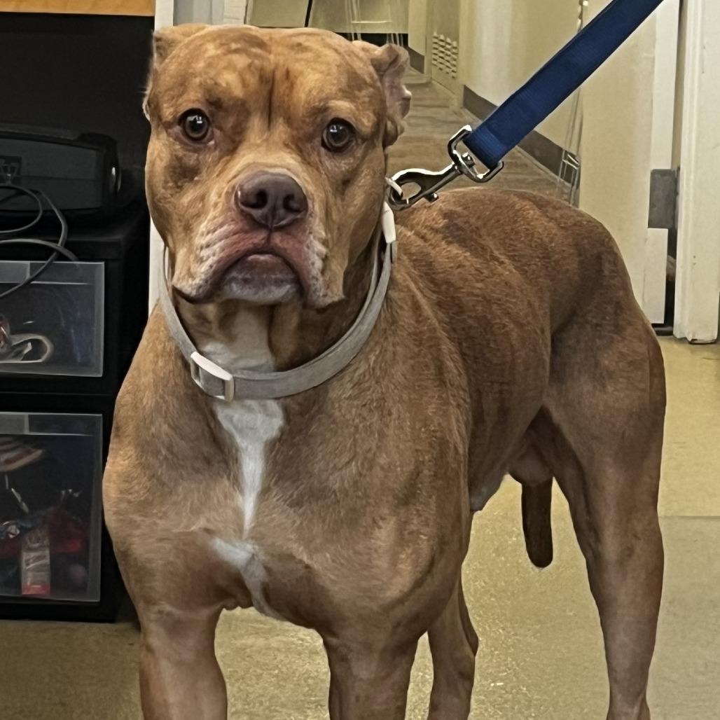 William Wallace, Adoptable, Adult Male Boxer.