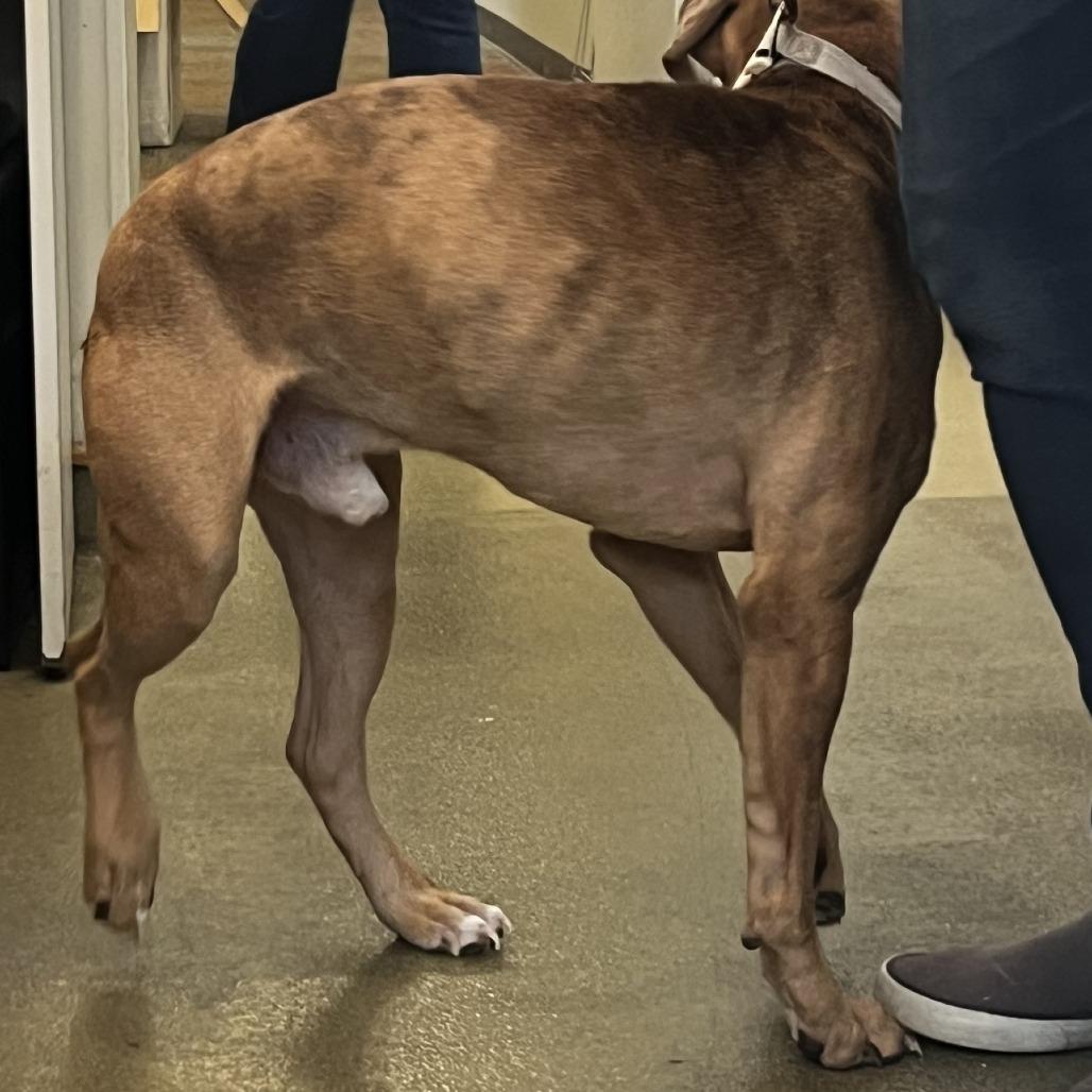 Enlarge William Wallace, a Adoptable Boxer in Harrisonburg, VA image 2/2