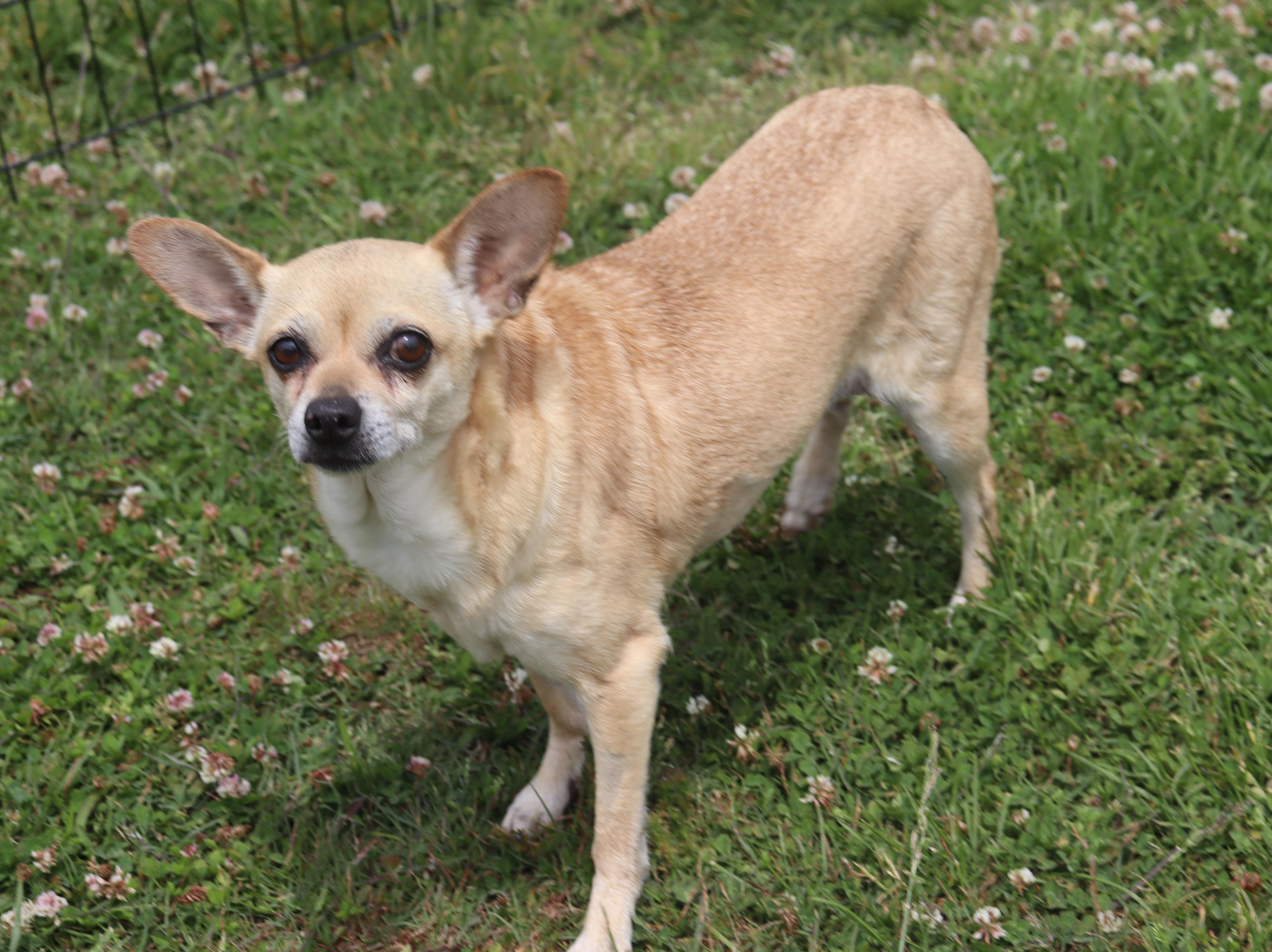 Dixie, Adopted, Senior Female Chihuahua.