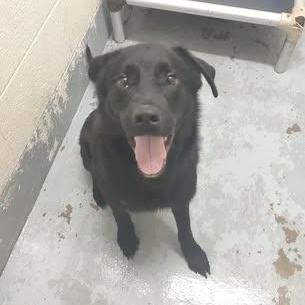 190550 LOOKING FOR OWNER, ADOPTABLE, Adult Male Labrador Retriever.