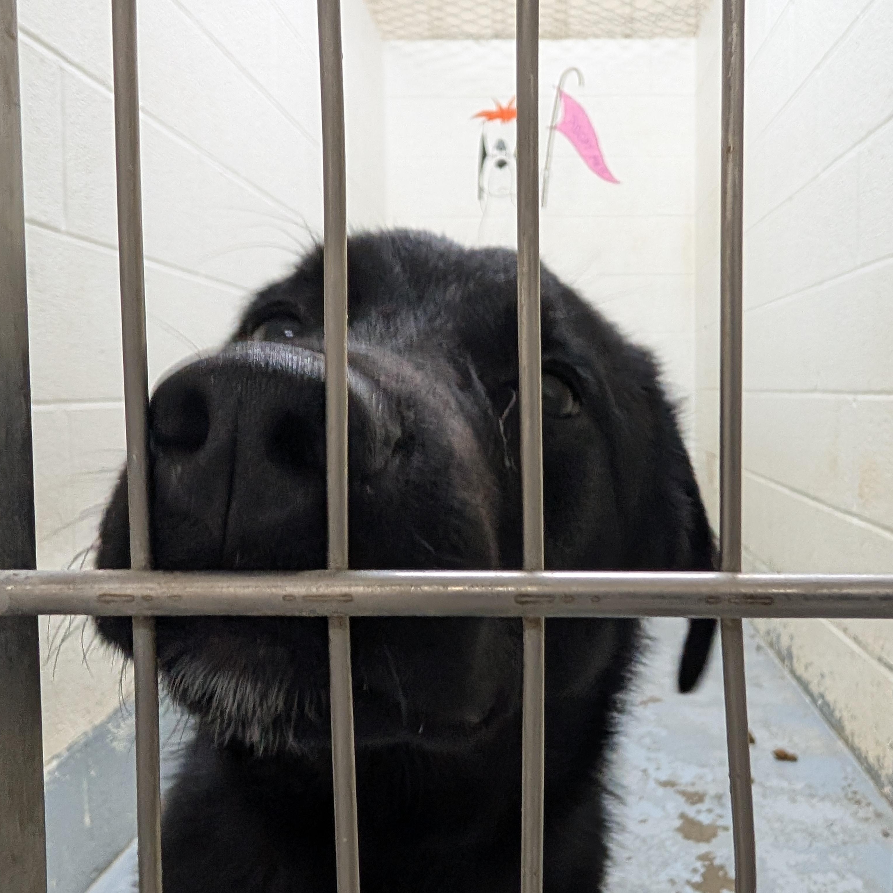 Enlarge 190550 LOOKING FOR OWNER, a ADOPTABLE Labrador Retriever in Ravenna, OH image 3/4