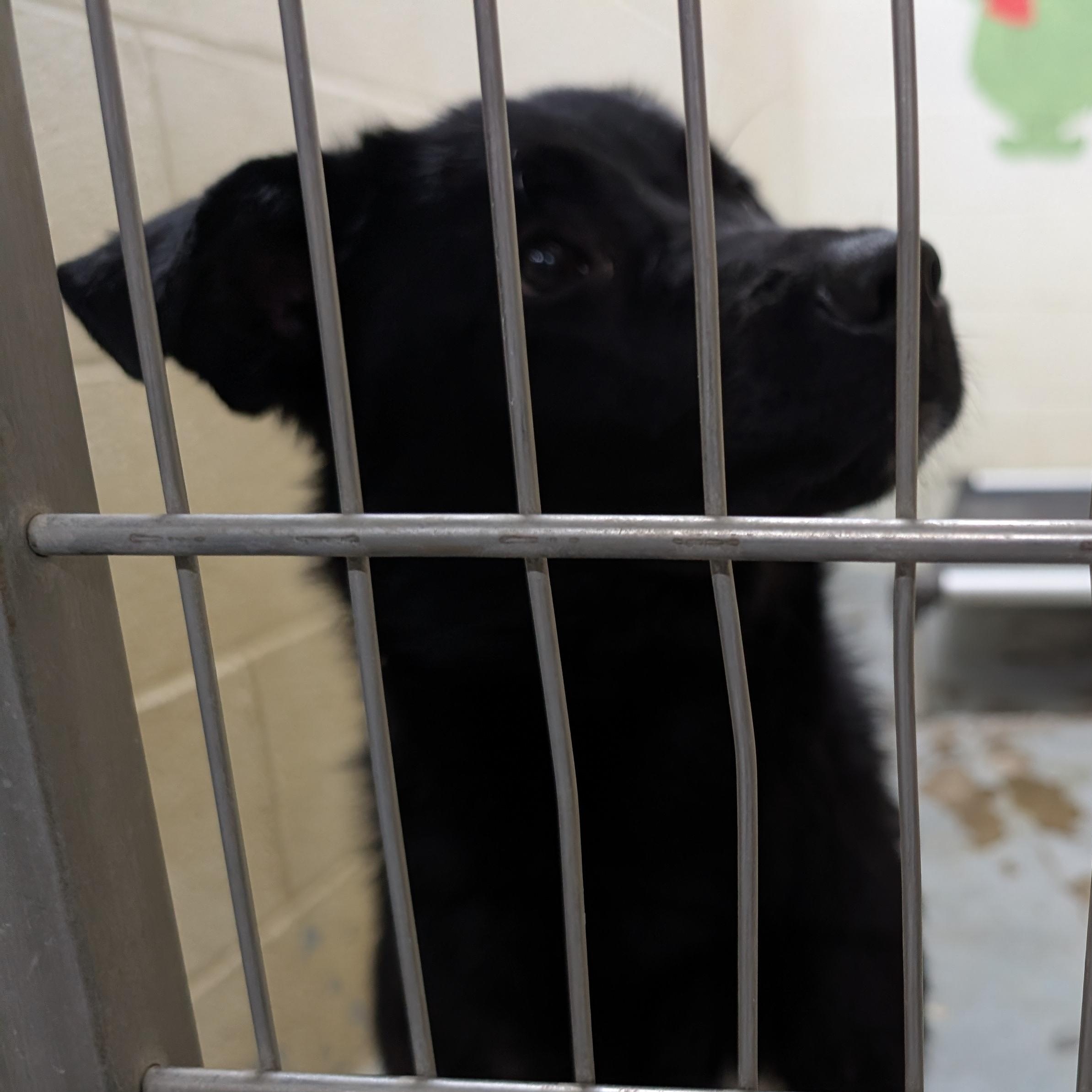 Enlarge 190550 LOOKING FOR OWNER, a ADOPTABLE Labrador Retriever in Ravenna, OH image 2/4