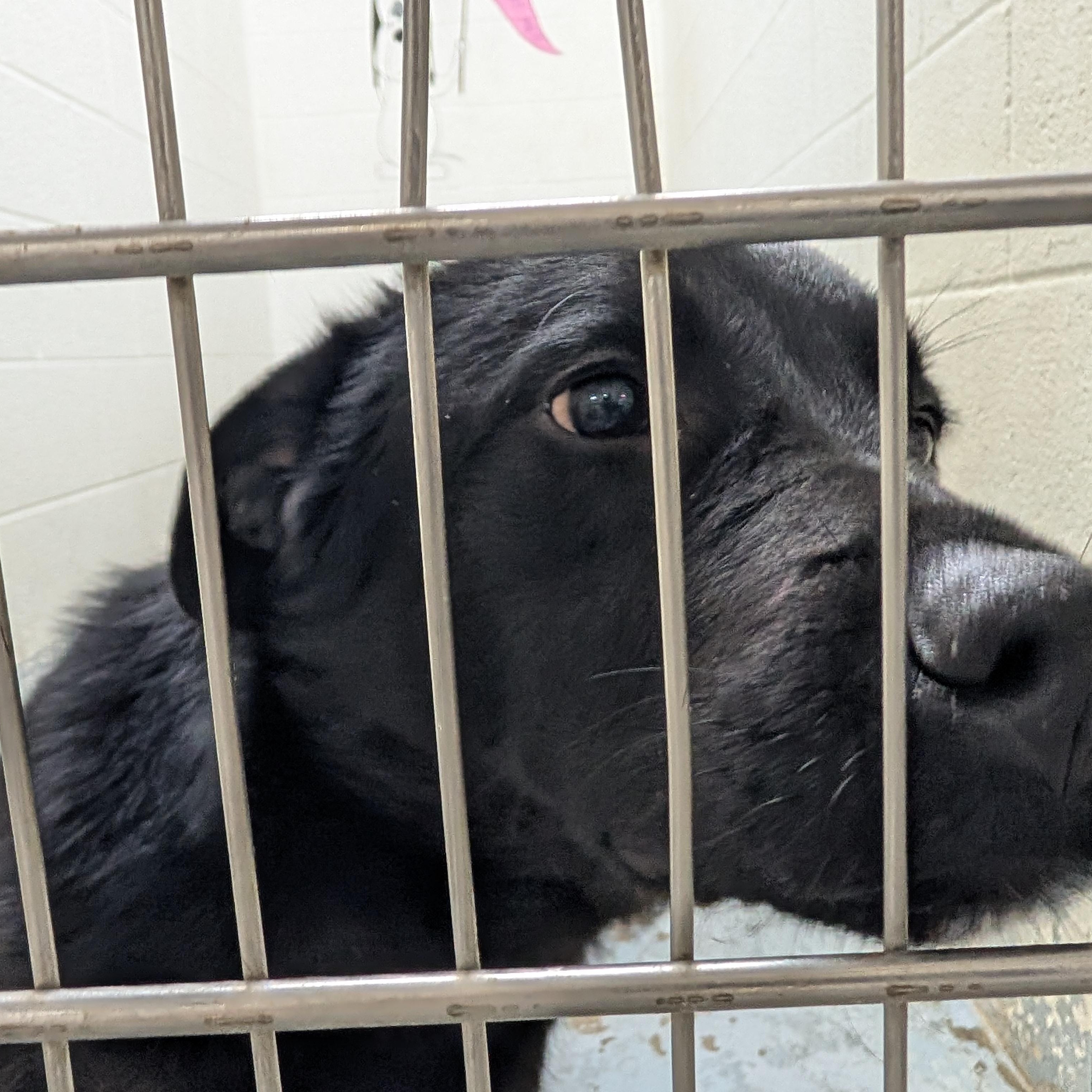 Enlarge 190550 LOOKING FOR OWNER, a ADOPTABLE Labrador Retriever in Ravenna, OH image 4/4