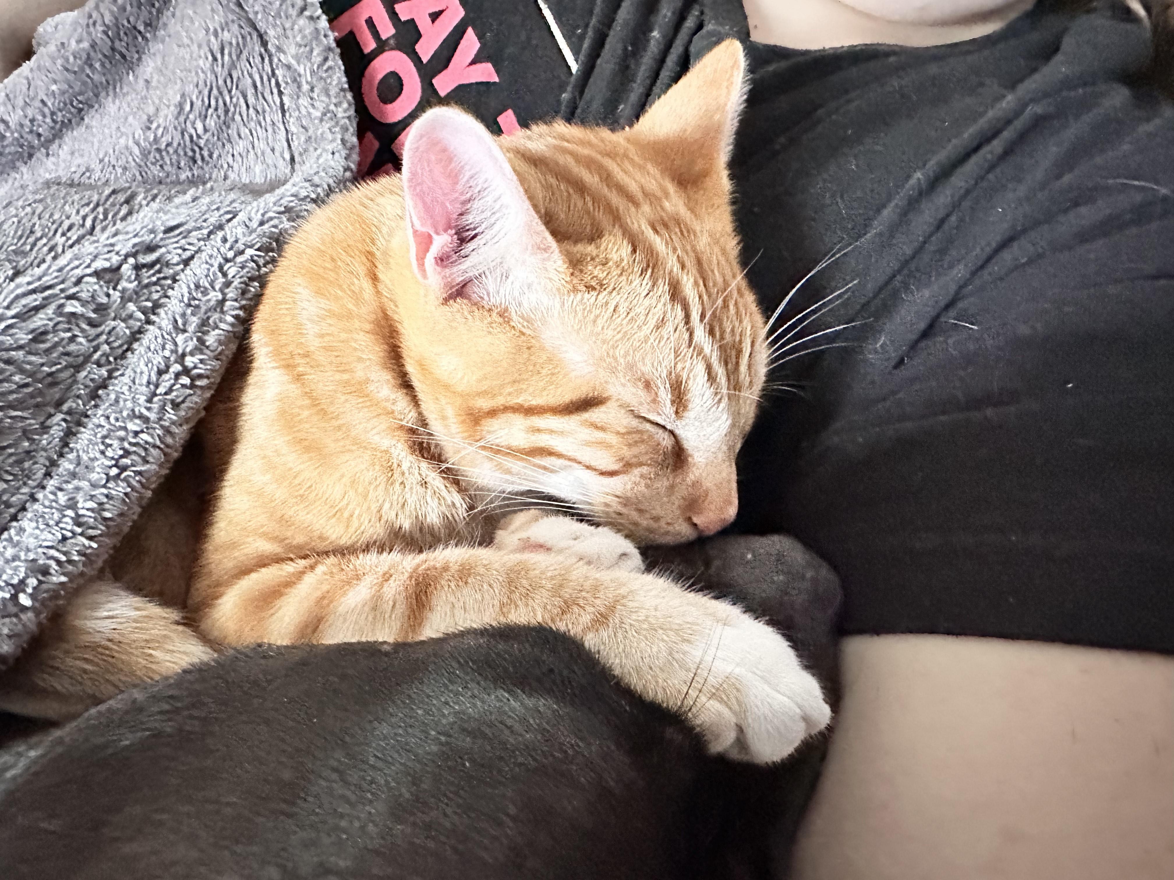 Cheddar&mango thumbnail 2