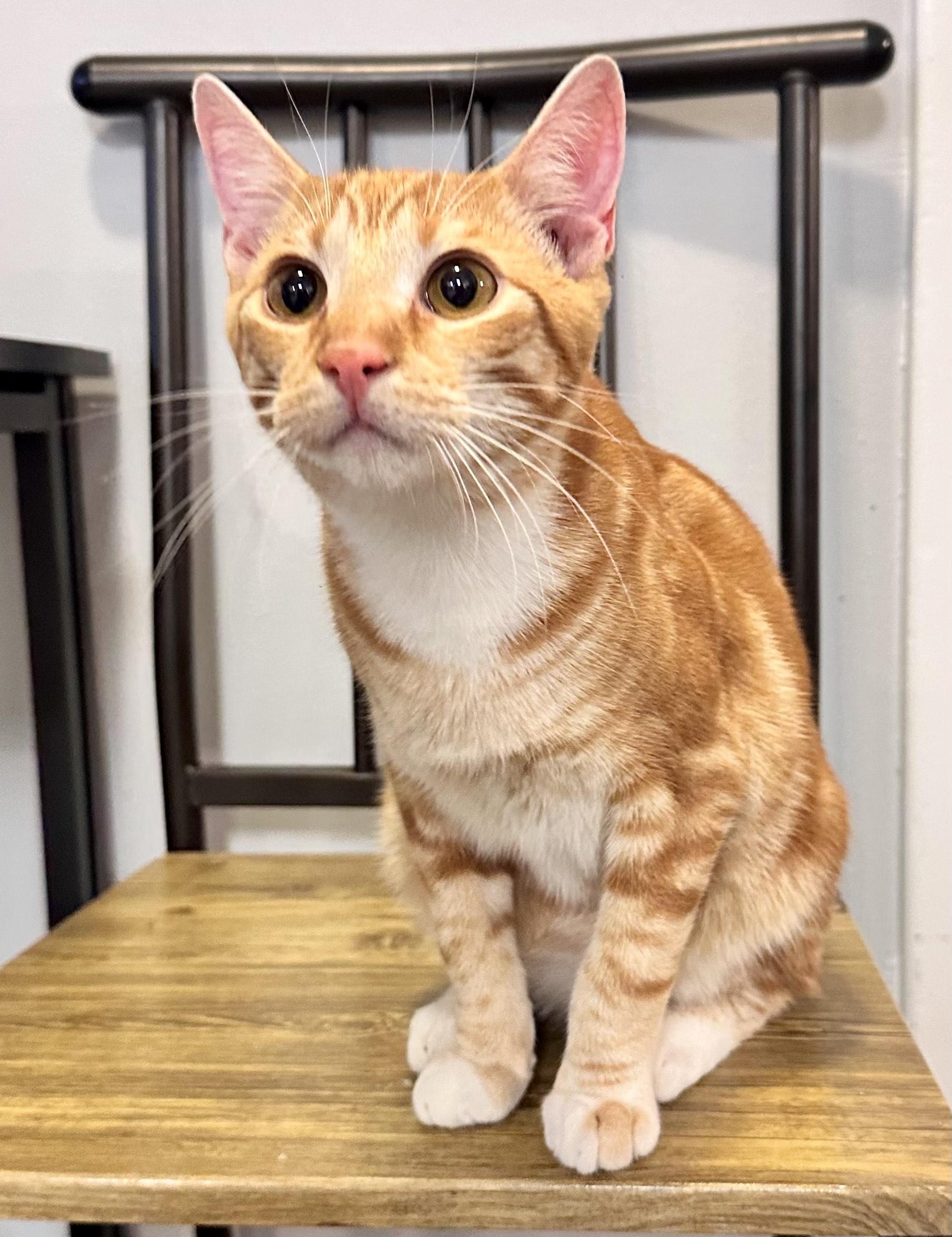 Enlarge Cheddar&Mango, a Adoptable Tiger in Chico, CA image 1/6