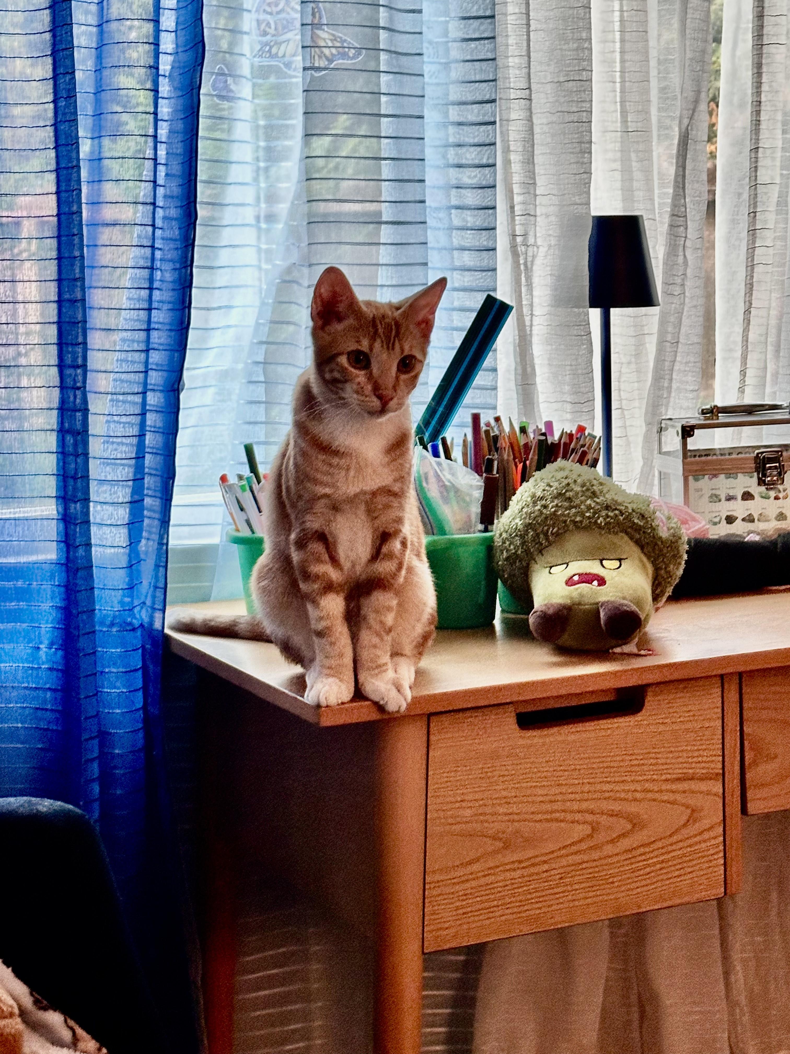 Cheddar&mango thumbnail 5