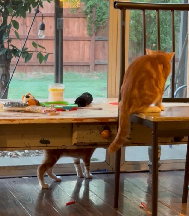 Enlarge Cheddar&Mango, a Adoptable Tiger in Chico, CA video 3/6