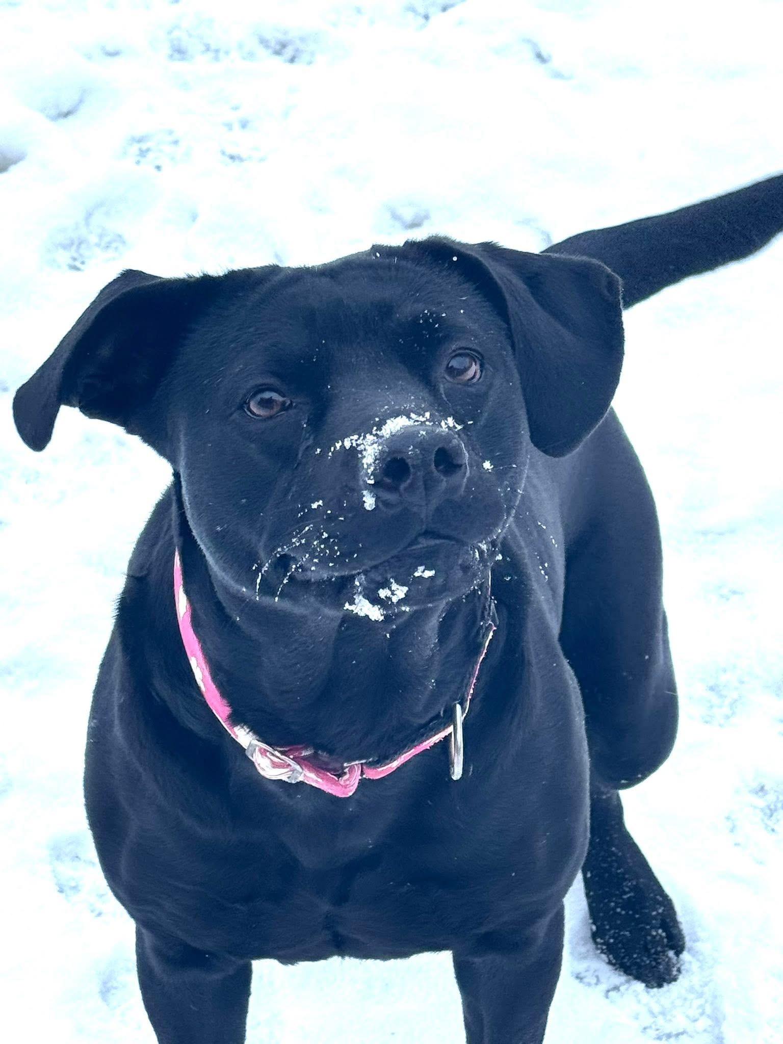 Haddie May , ADOPTABLE, Adult Female Beagle & Rottweiler.