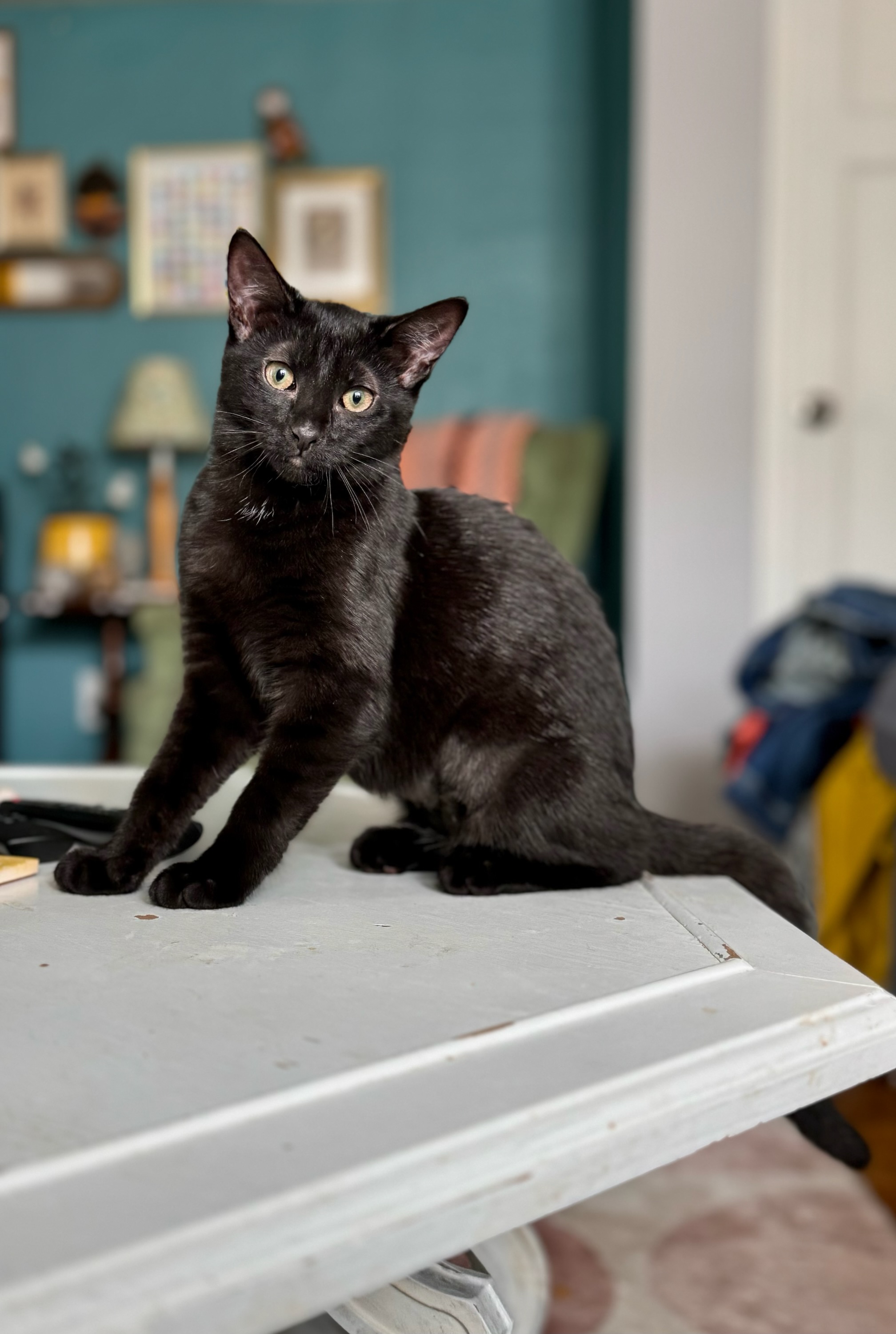 Cat for adoption Stevie Nyx, a Domestic Short Hair in West Lafayette