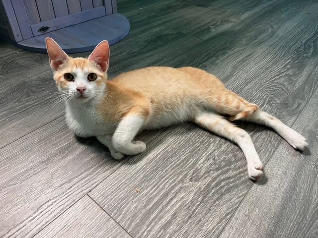 Enlarge Sprout, a ADOPTABLE Domestic Short Hair in Maryville, TN image 5/5