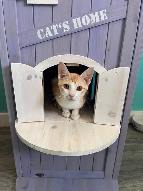Enlarge Sprout, a ADOPTABLE Domestic Short Hair in Maryville, TN image 3/5