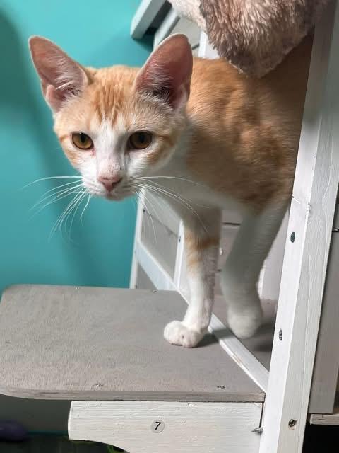 Enlarge Sprout, a ADOPTABLE Domestic Short Hair in Maryville, TN image 2/5