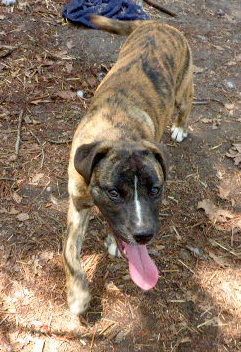 GRETA, Adoptable, Adult Female Mountain Cur.